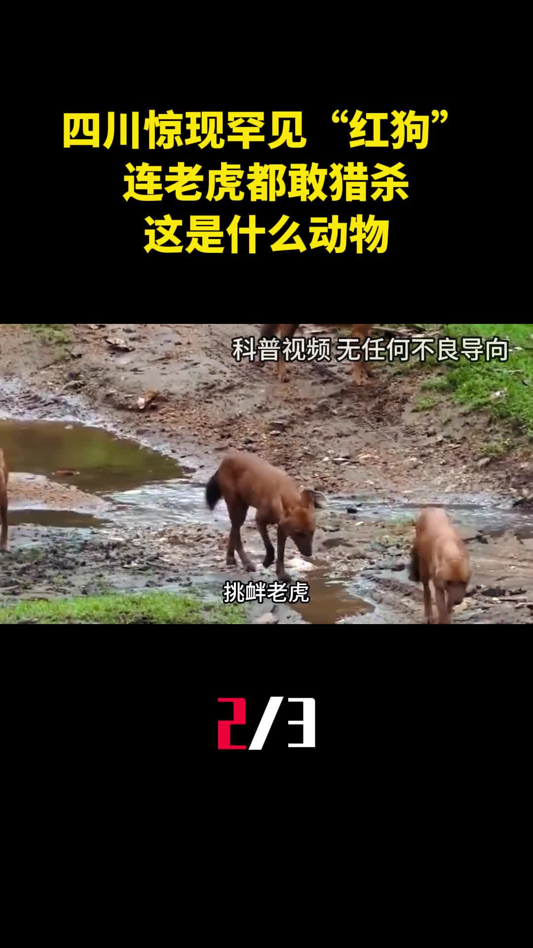 四川惊现罕见红狗连老虎都敢猎杀这是什么动物2