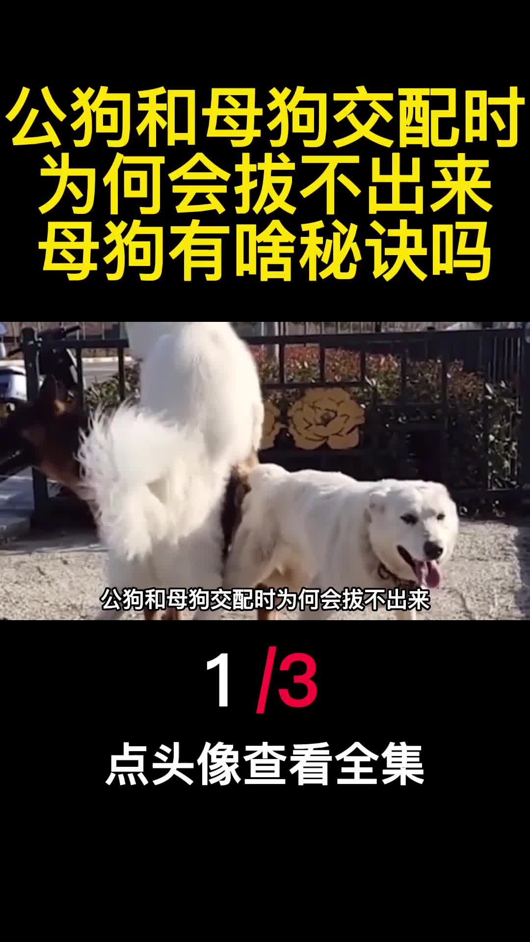 公狗和母狗交配时为何会拔不出来母狗有啥秘诀吗1