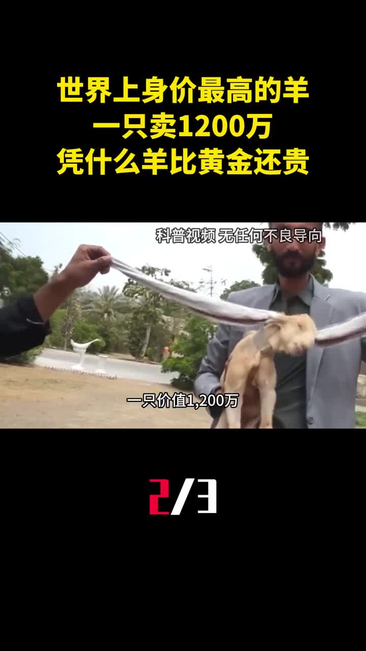 世界上身价最高的羊一只卖1200万凭什么羊比黄金还贵2
