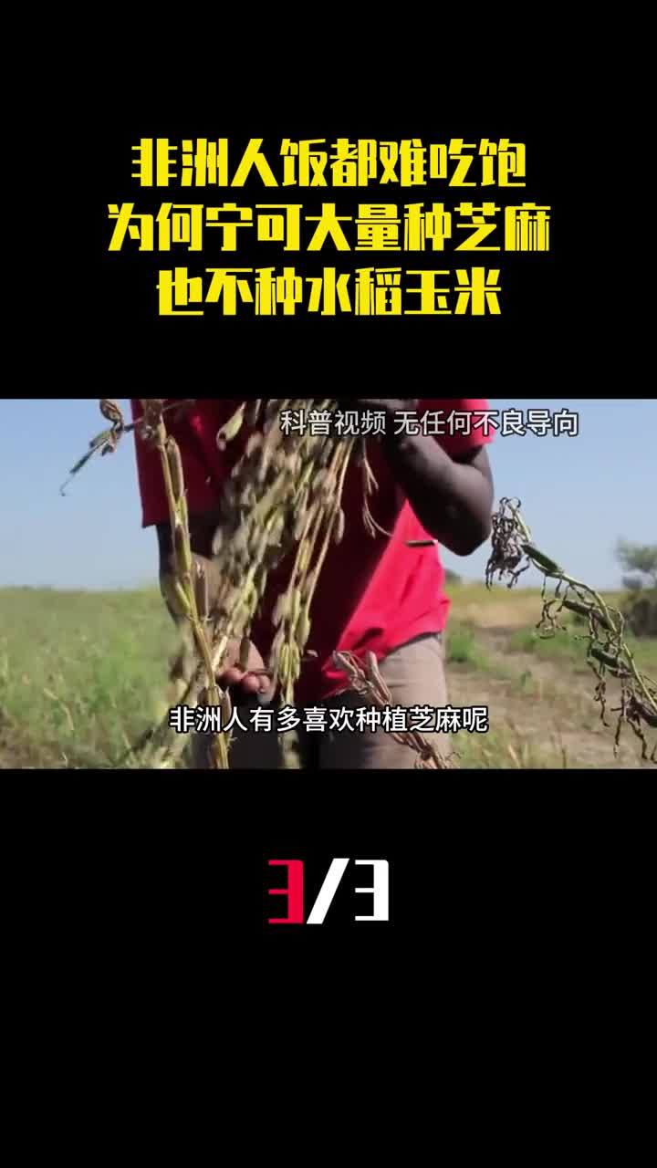 非洲人饭都难吃饱为什么宁可大量种芝麻也不种水稻玉米3