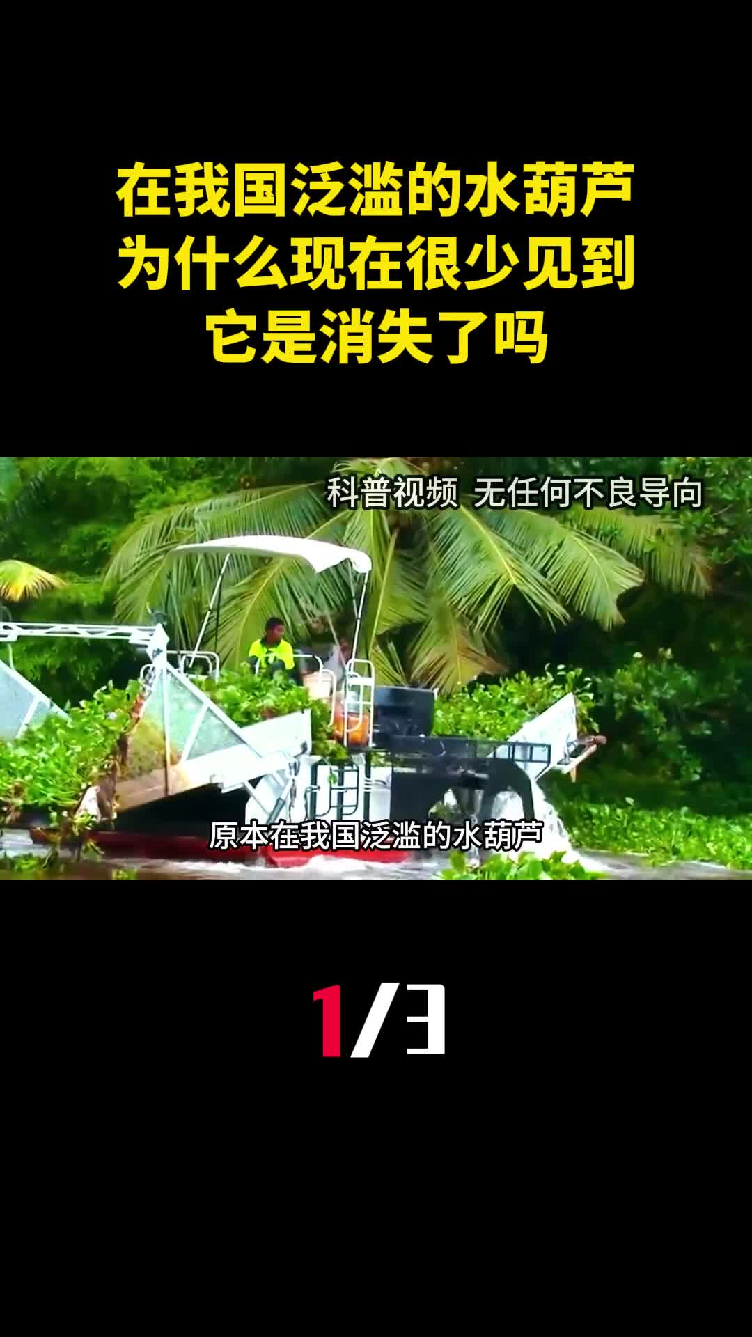 原本在我国泛滥的水葫芦为什么现在很少见到它是消失了吗1