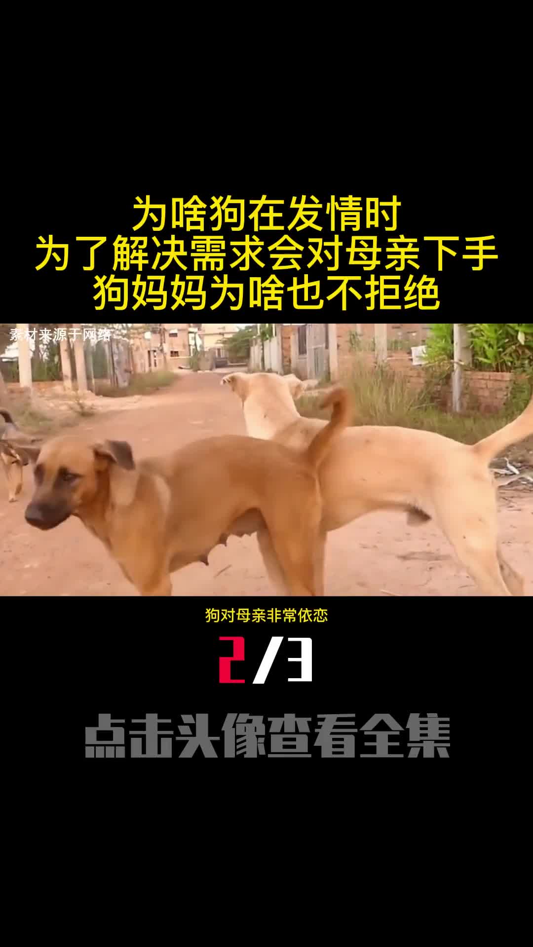 为啥狗在发情时为了解决需求会对母亲下手狗妈妈为啥也不拒绝2