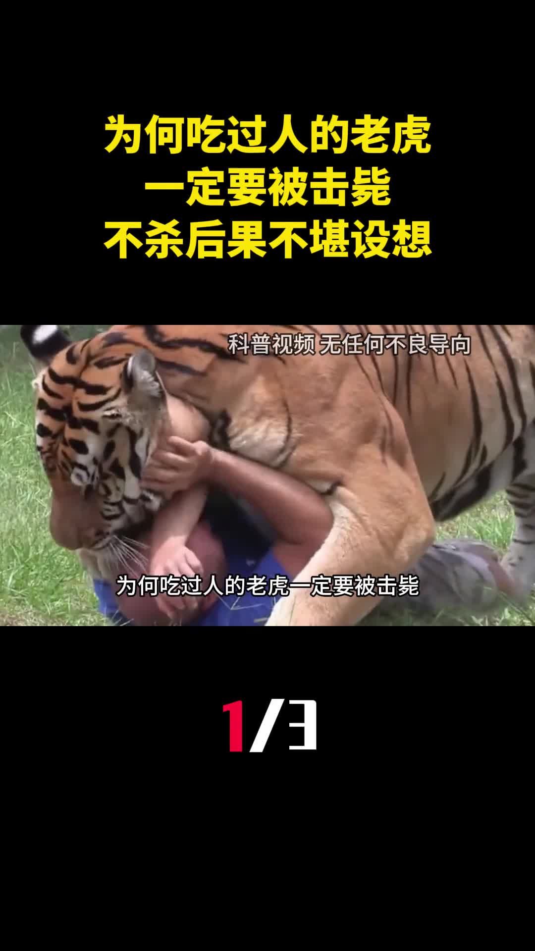 为何吃过人的老虎一定要被击毙专家不杀后果不堪设想1