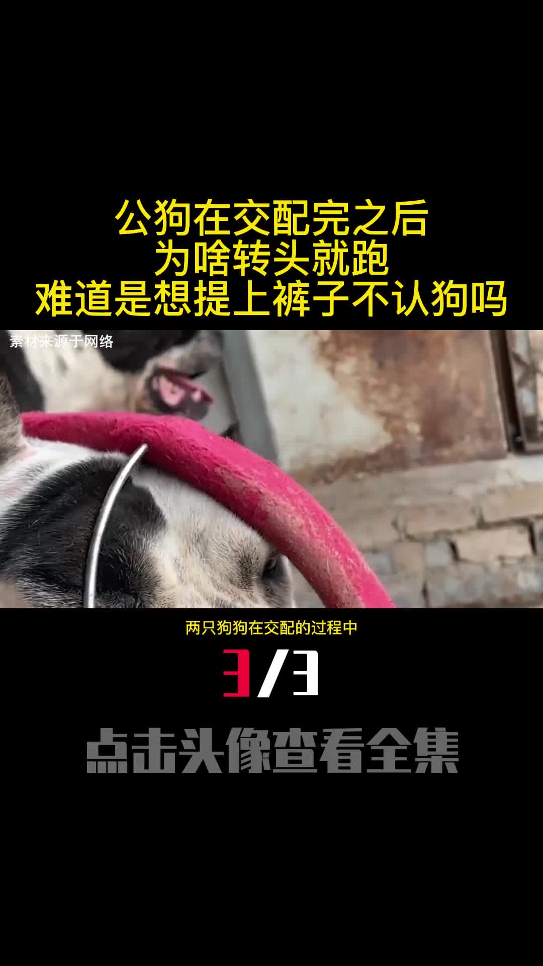 公狗在交配完之后为啥转头就跑难道是想提上裤子不认狗吗3