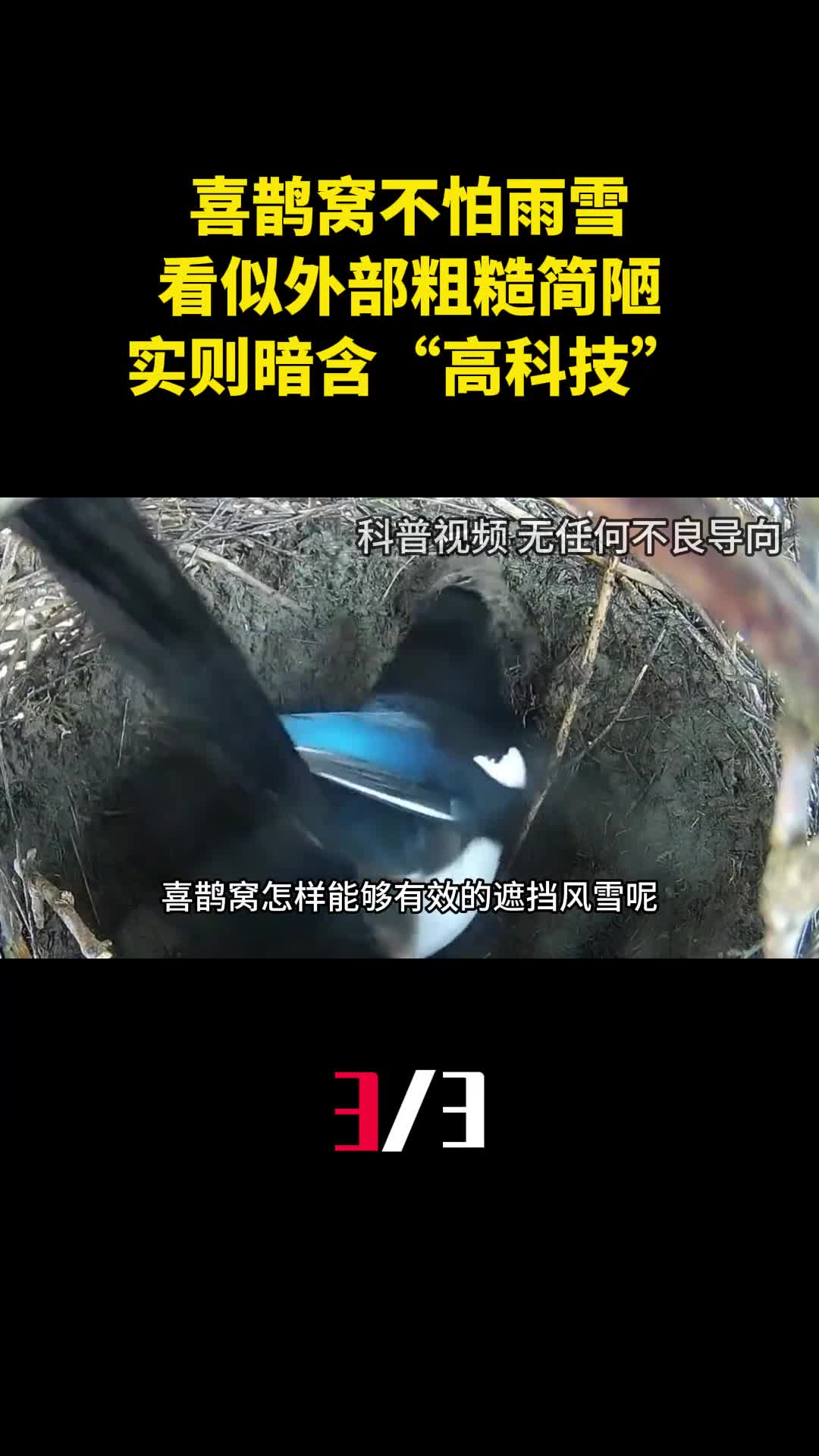 为什么喜鹊窝不怕雨雪看似外部粗糙简陋实则暗含高科技3