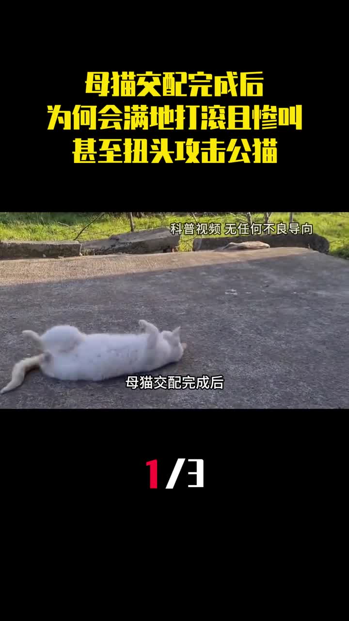 母猫交配完成后为何会满地打滚且惨叫甚至扭头攻击公猫1