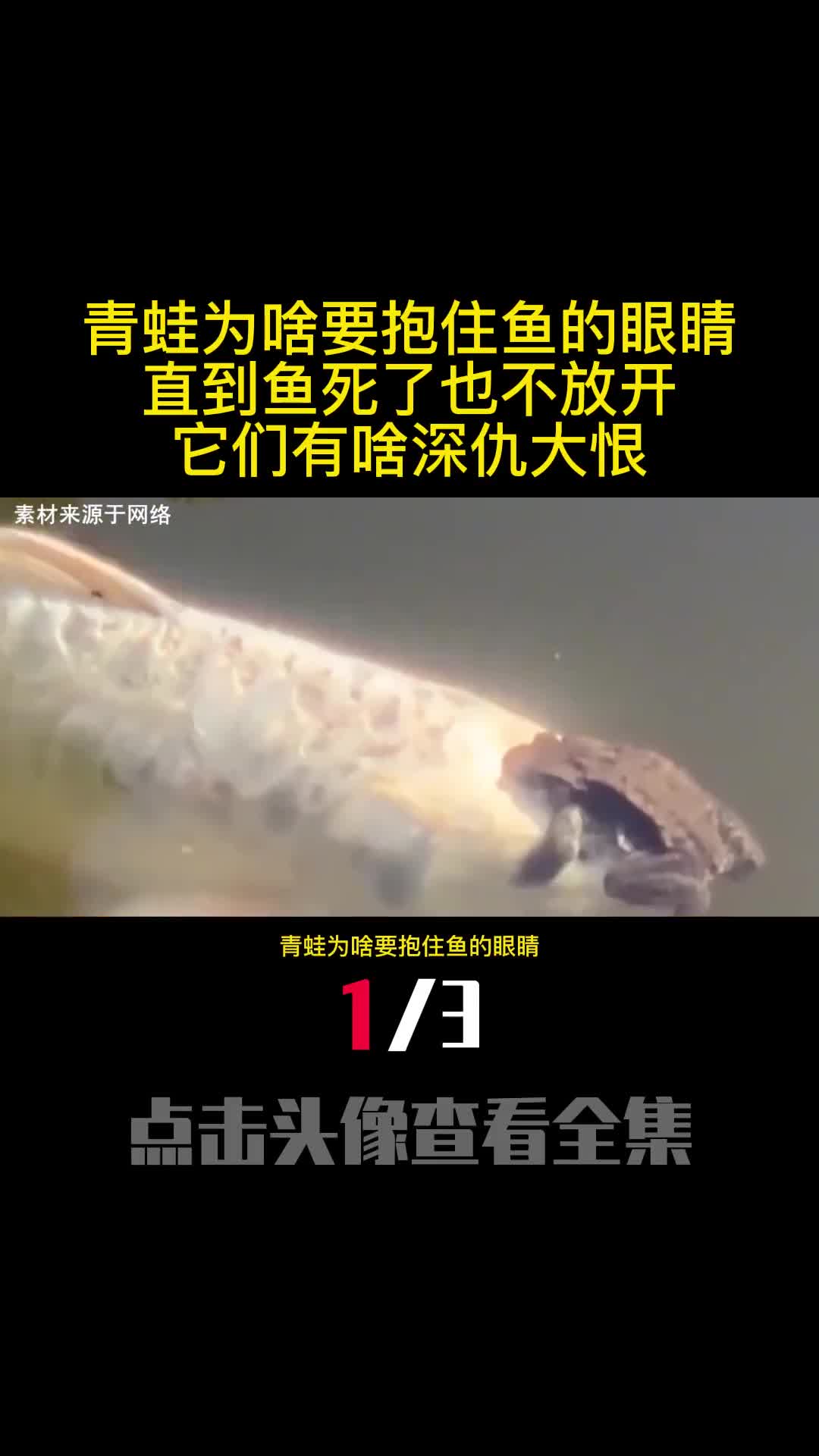 青蛙为啥要抱住鱼的眼睛直到鱼死了也不放开它们有啥深仇大恨1