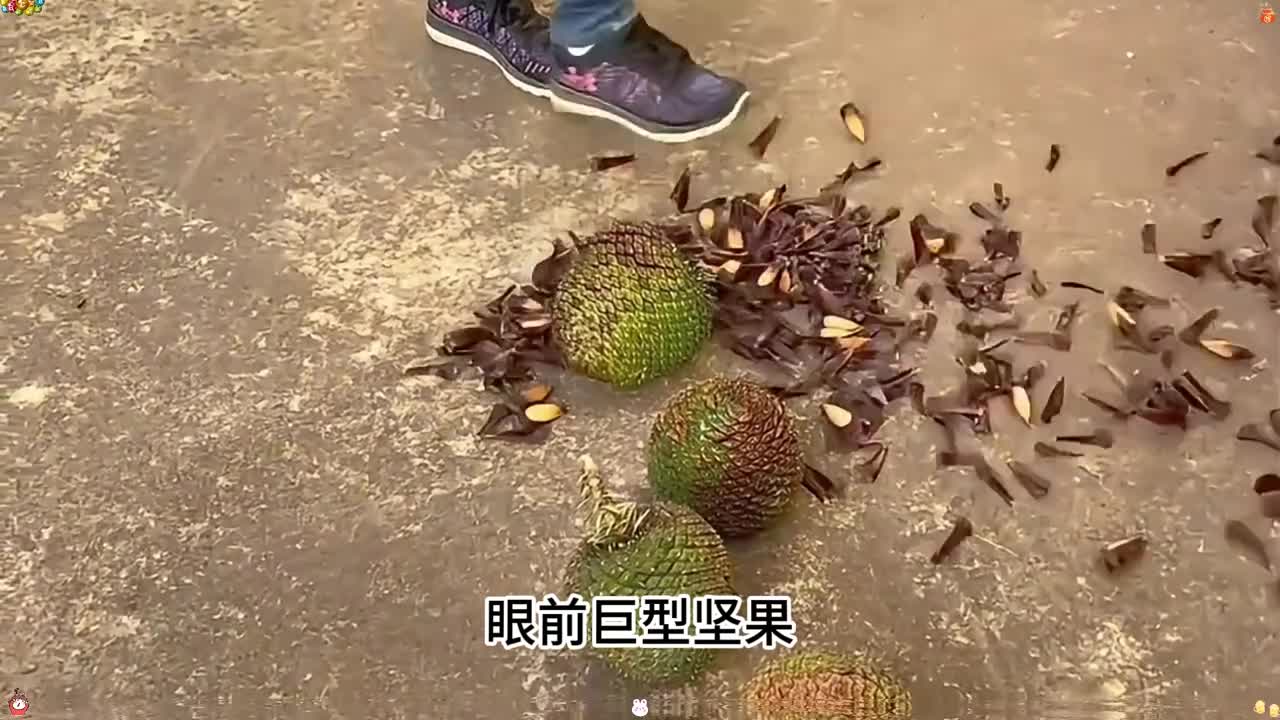 比普通松子大30倍的巴拉那松子有点小贵但营养丰富