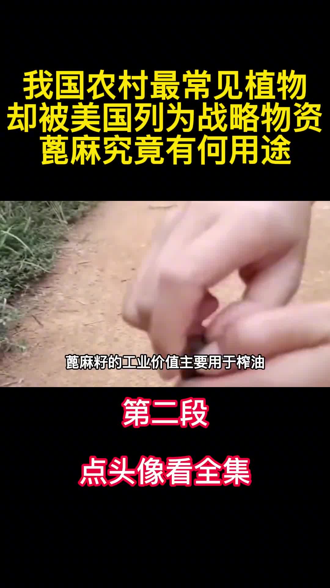 我国农村最常见植物却被美国列为战略物资蓖麻究竟有何用途2
