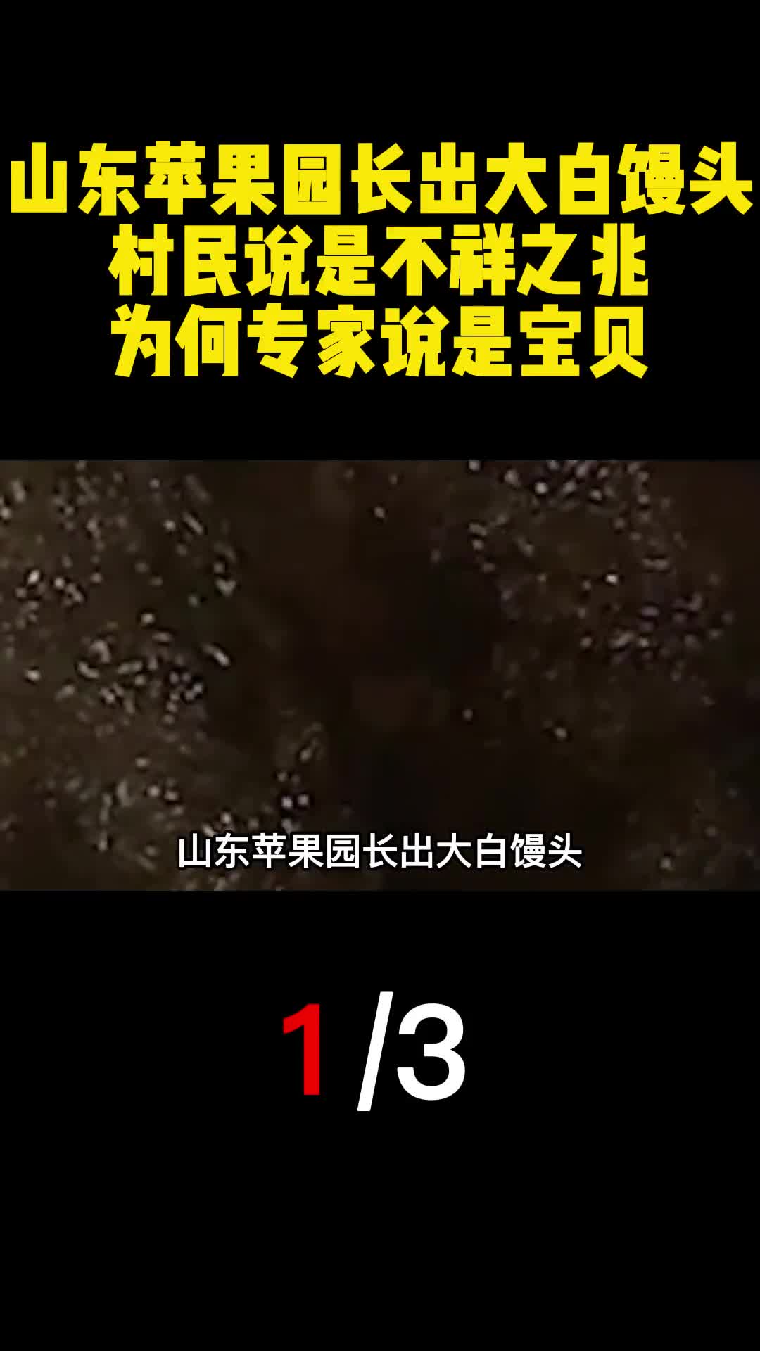 山东苹果园长出大白馒头村民说是不祥之兆为何专家说是宝贝1