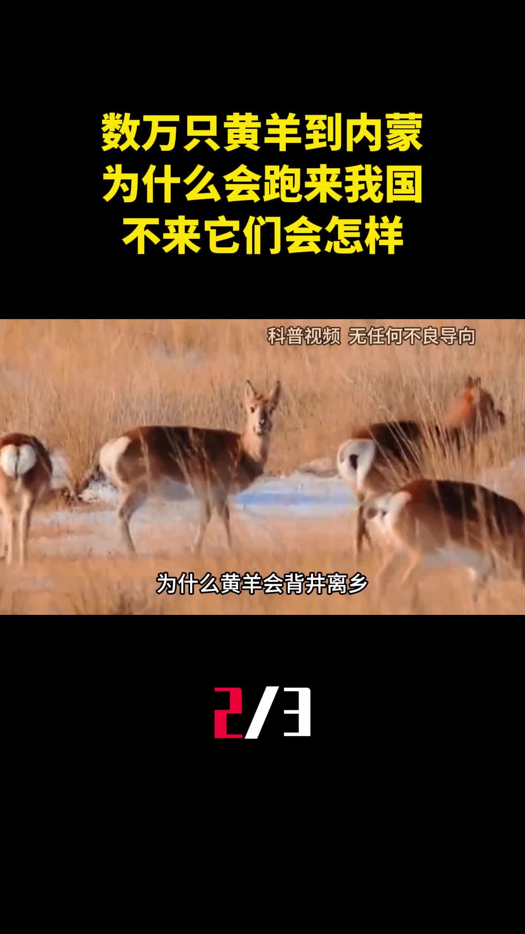 数万只黄羊偷渡到内蒙为什么会跑来我国不来它们会怎样2