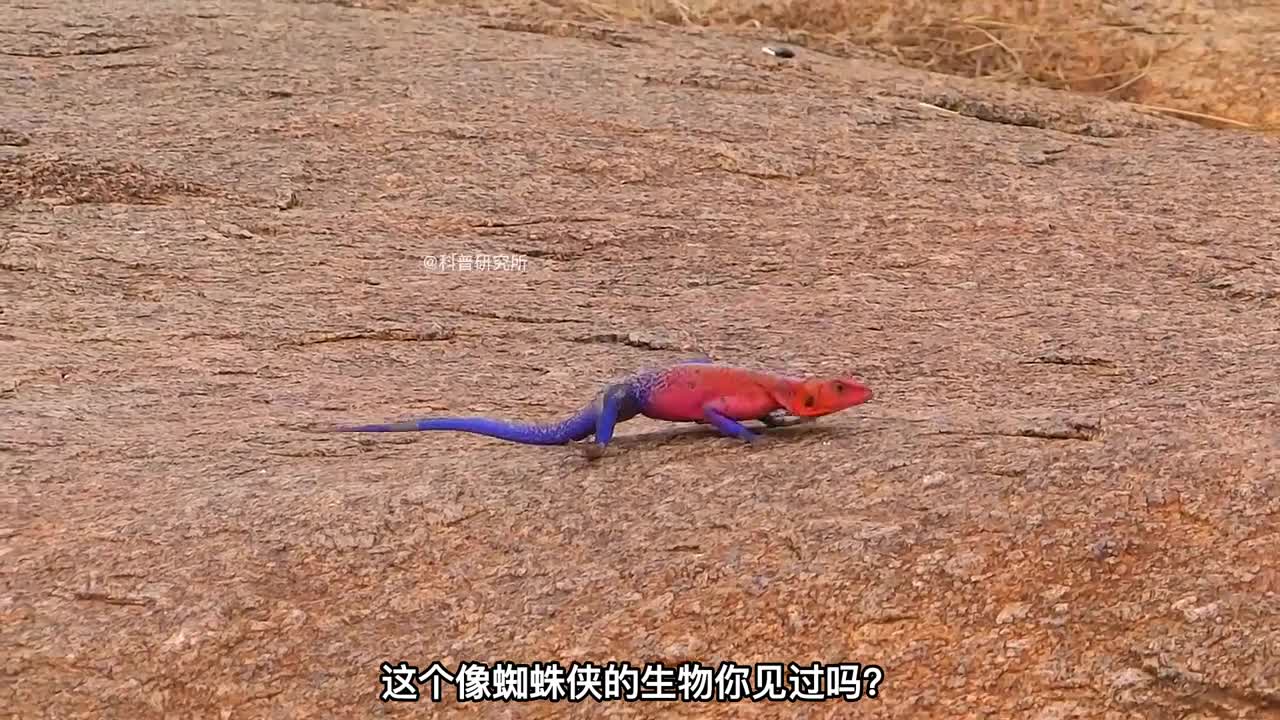 跟蜘蛛侠一样的生物你见过吗还有其他稀有的奇怪生物你一个都没见过吧二