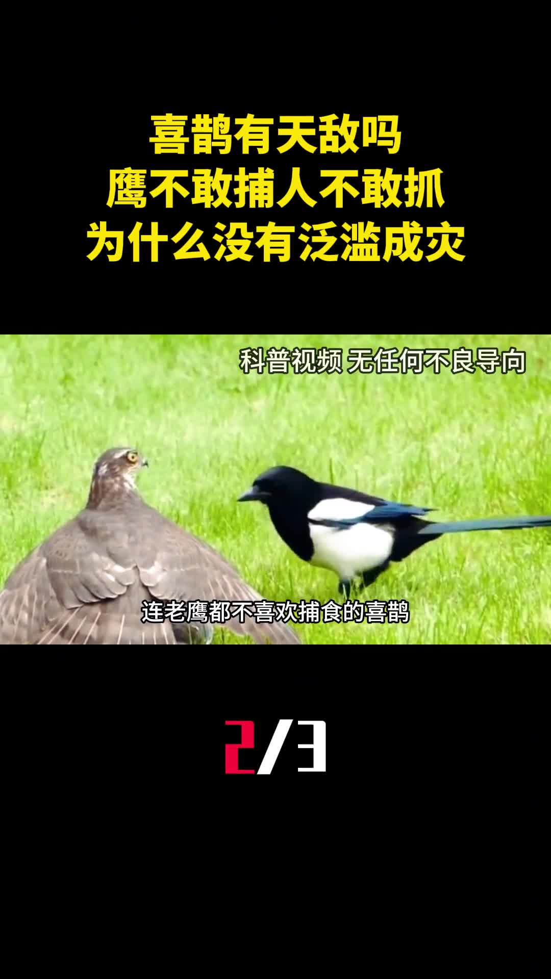喜鹊有天敌吗鹰不敢捕人不敢抓的喜鹊为什么没有泛滥成灾2