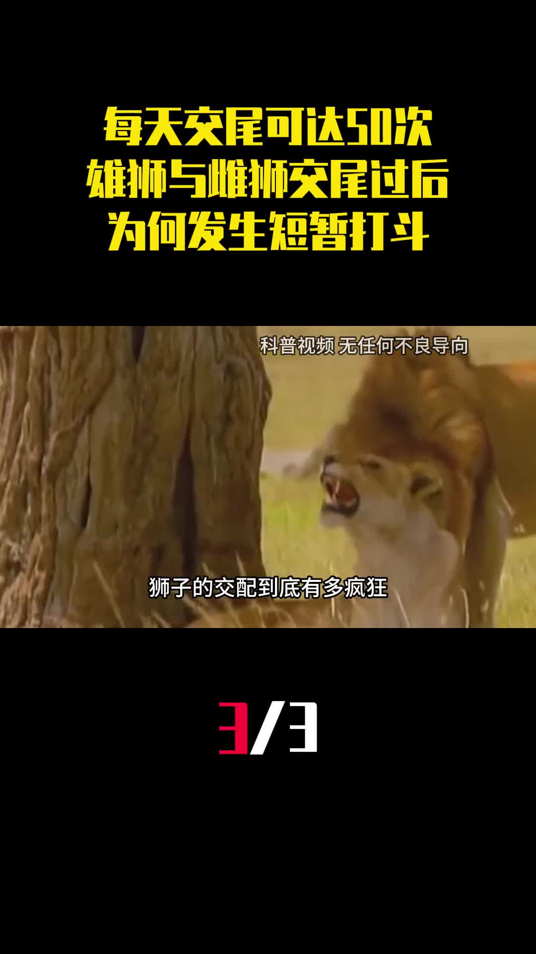 每天交尾可达50次为何雄狮与雌狮交尾过后还会发生短暂打斗3