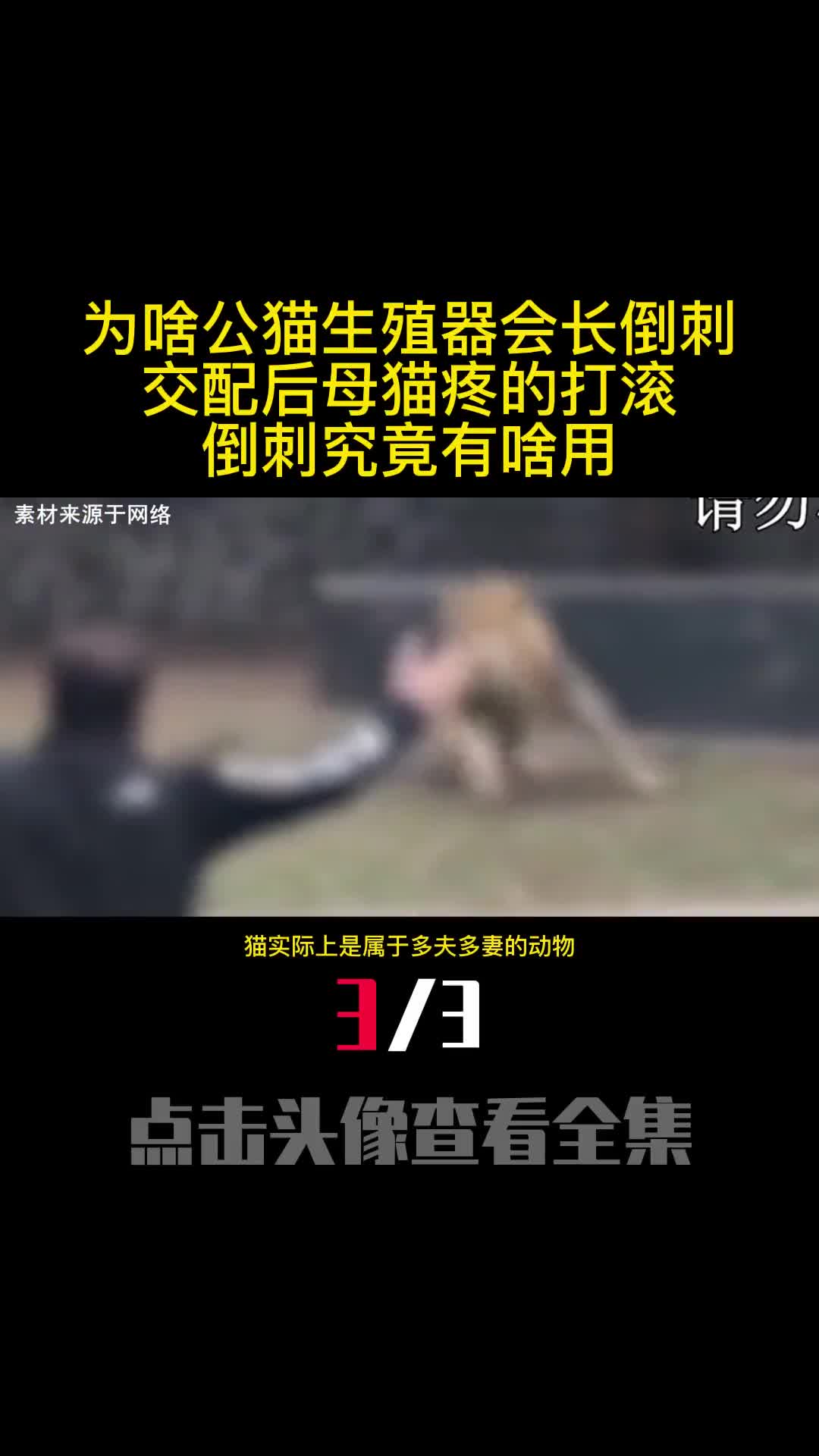 为啥公猫生殖器会长倒刺交配后母猫疼的打滚倒刺究竟有啥用3