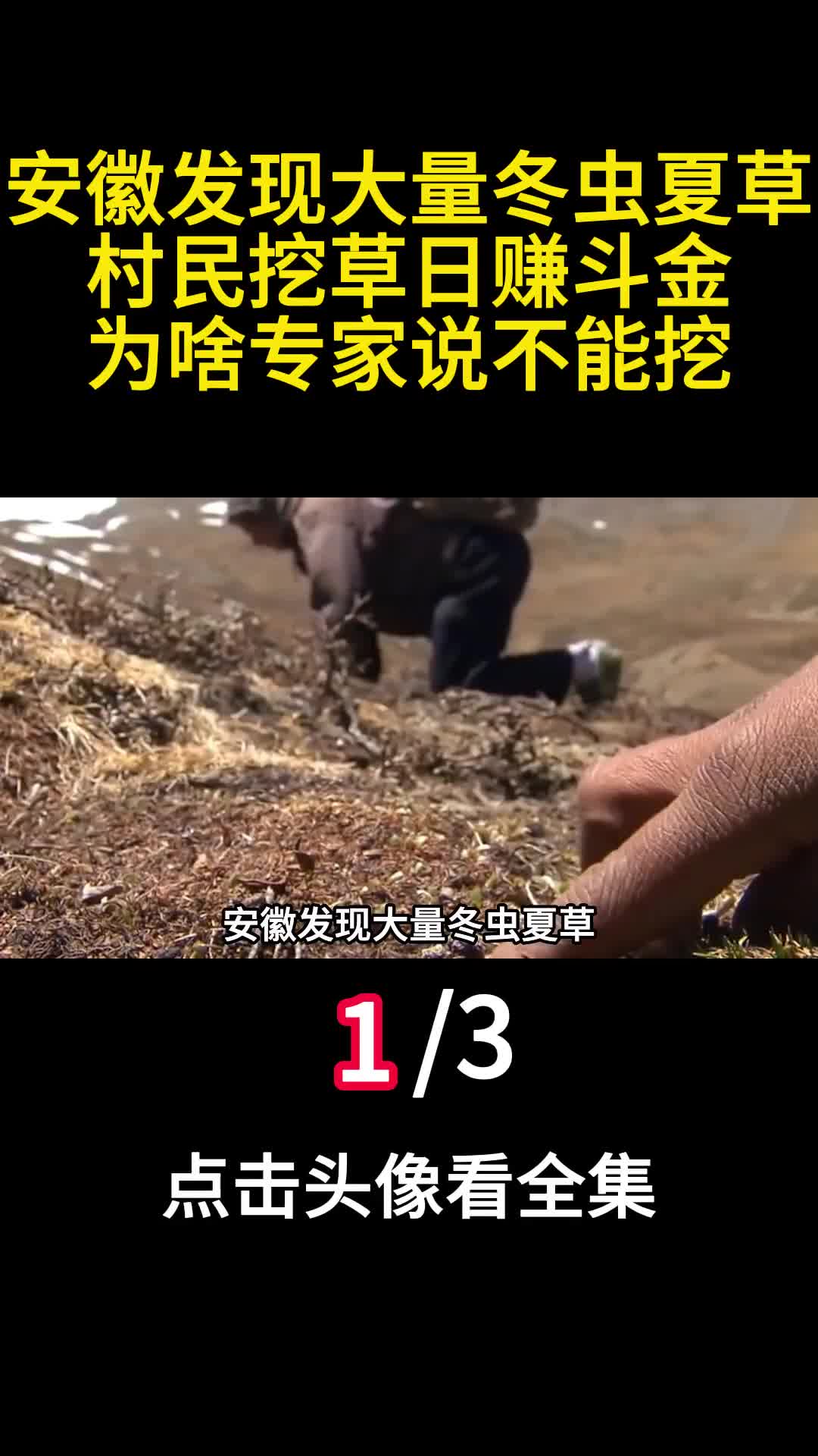 安徽发现大量冬虫夏草村民挖草日赚斗金为啥专家说不能挖1