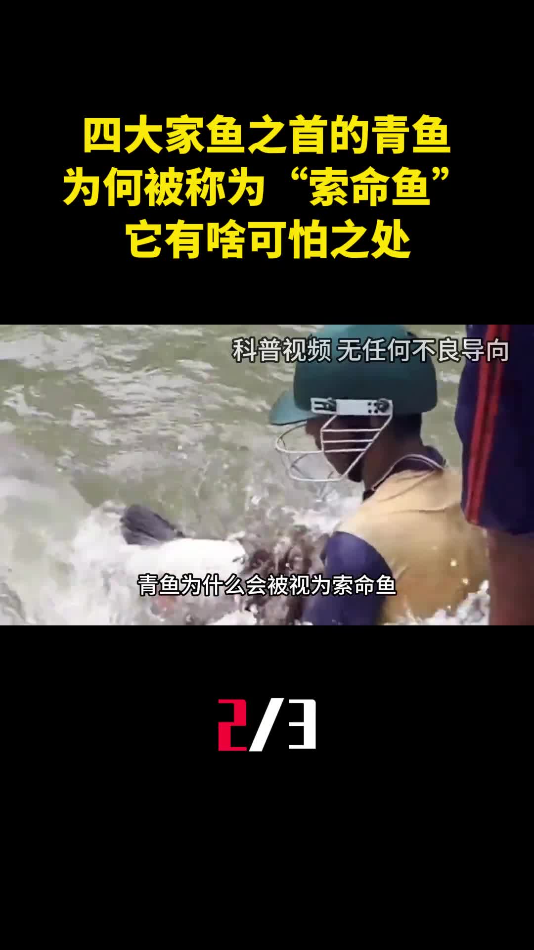 四大家鱼之首的青鱼为何会被称为索命鱼它有啥可怕之处2