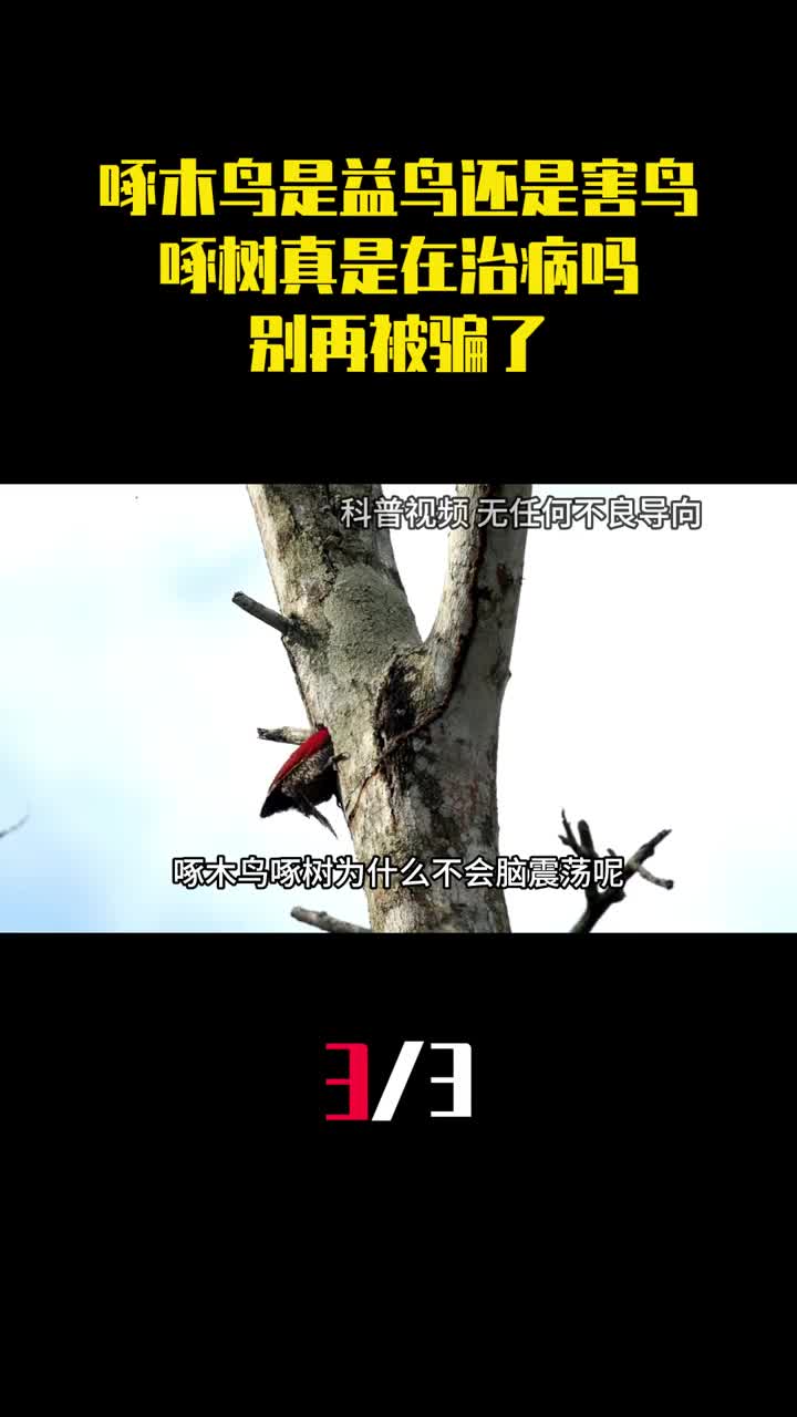 啄木鸟到底是益鸟还是害鸟啄树真是在治病吗别再被骗了3