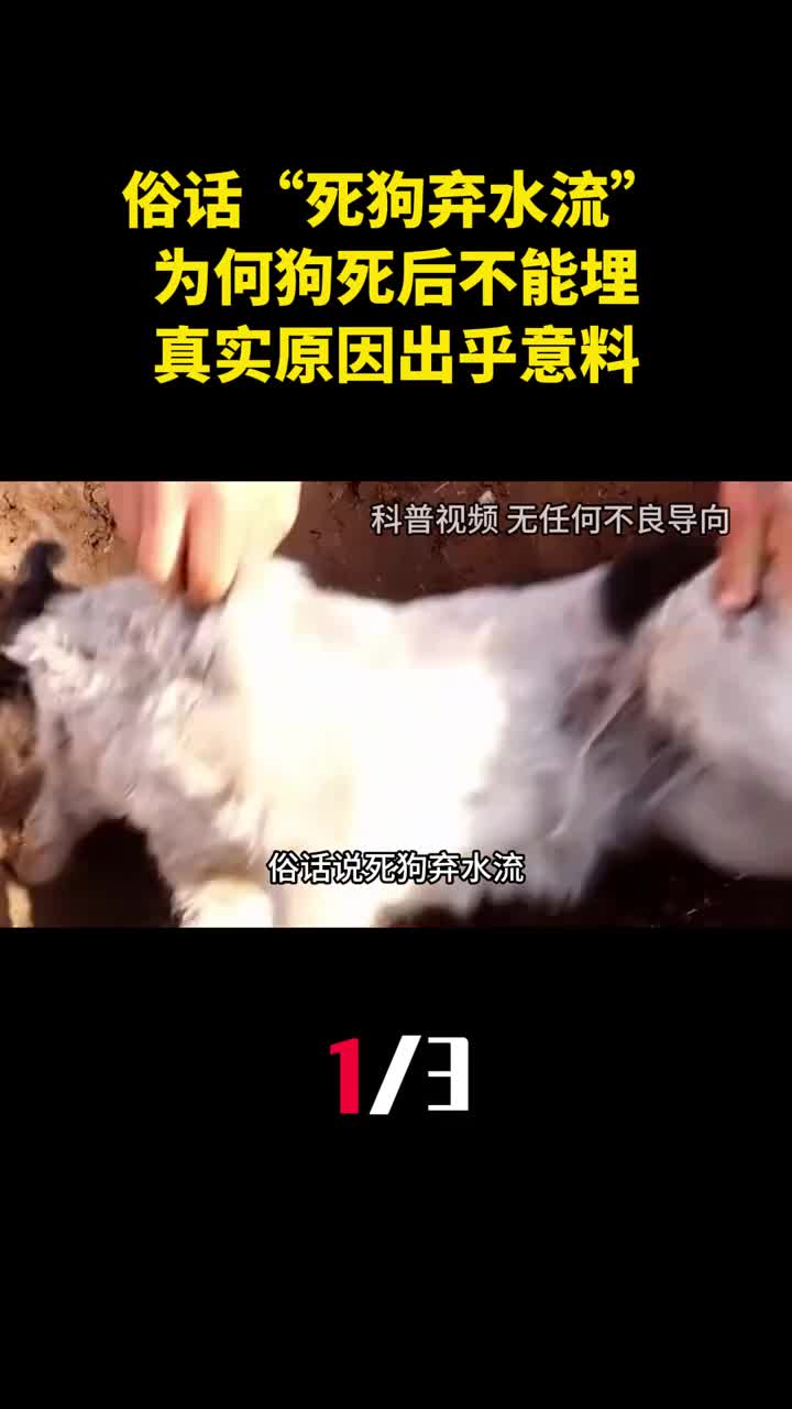 俗话说死狗弃水流为何狗死后不能埋真实原因出乎意料1