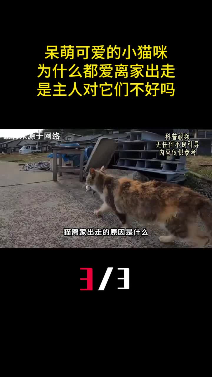 呆萌可爱的小猫咪为什么都爱离家出走是主人对它们不好吗3
