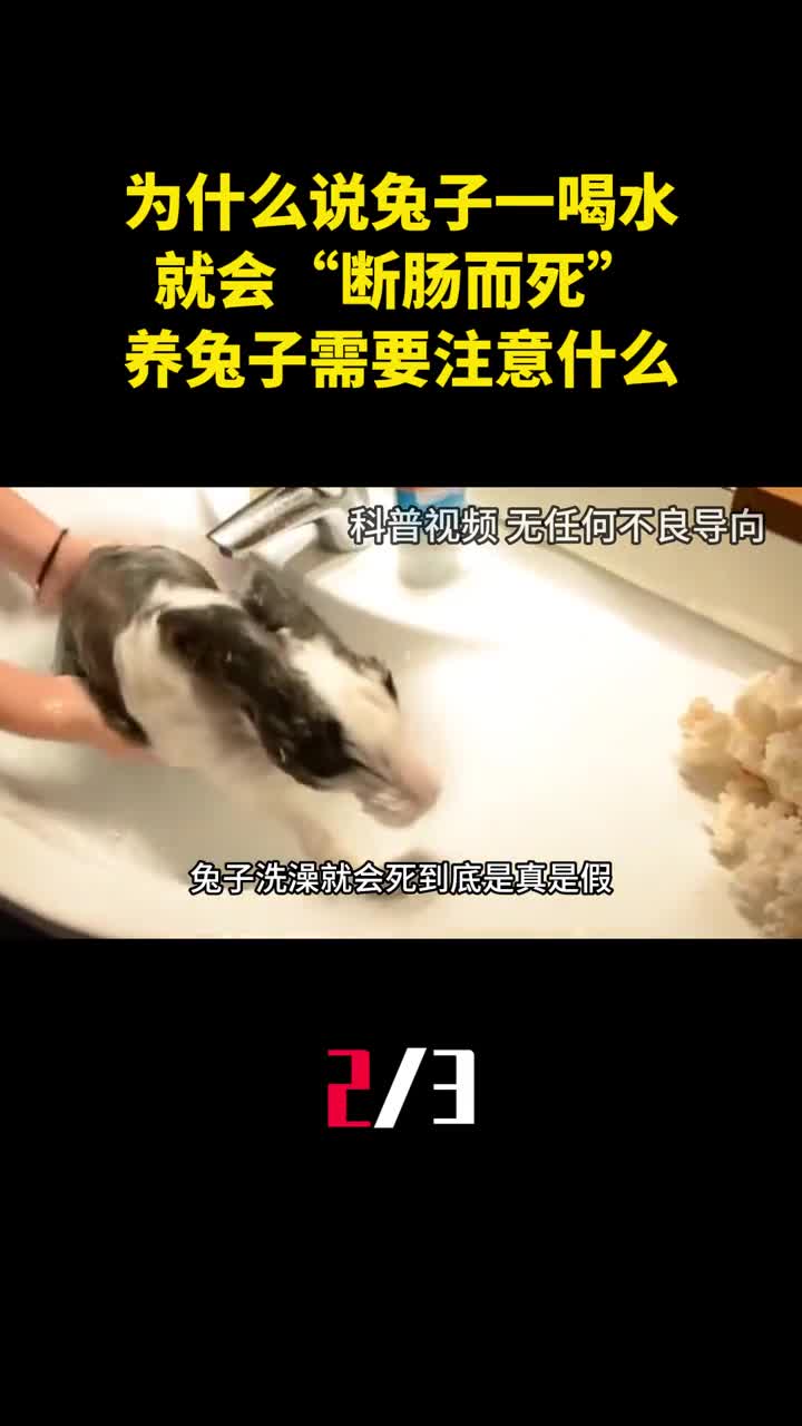 为什么说兔子一喝水就会断肠而死养兔子需要注意什么2