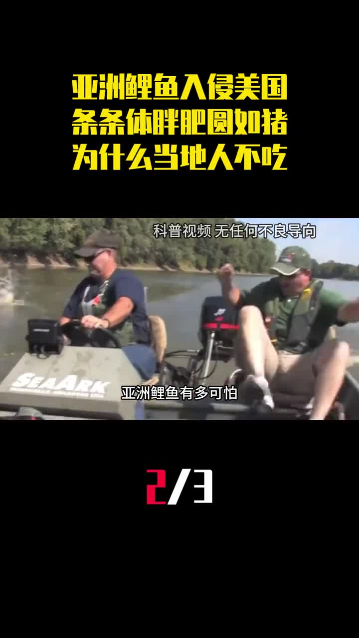 亚洲鲤鱼入侵美国条条体胖肥圆如猪为什么当地人不吃2