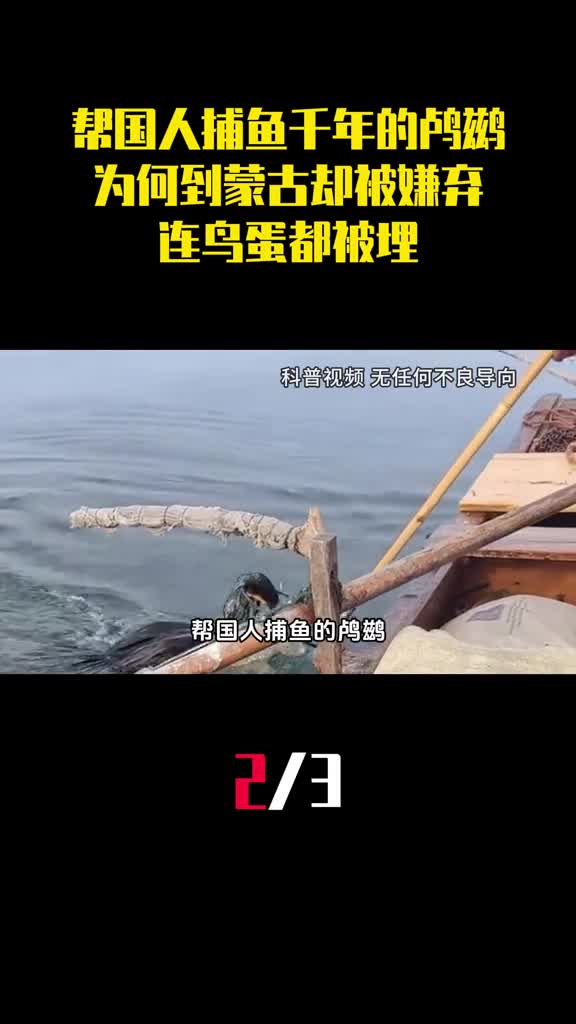 帮国人捕鱼千年的鸬鹚为何到蒙古却被追杀连鸟蛋都被埋2