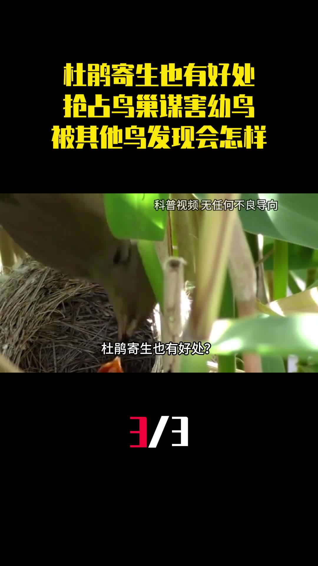 杜鹃寄生也有好处抢占鸟巢谋害幼鸟被其他鸟类发现会怎样3