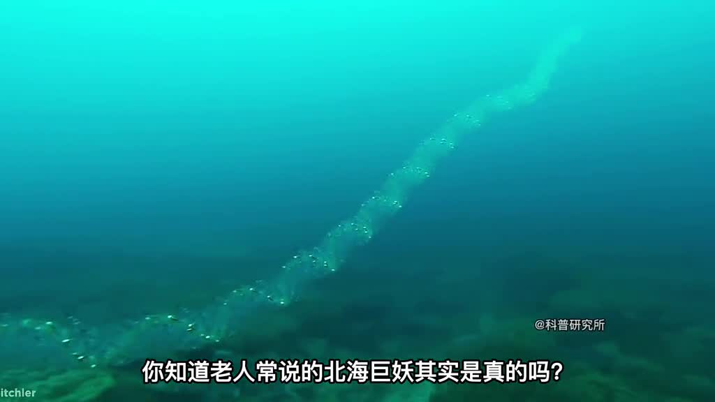 真实存在的十大奇怪生物最后一个无法理解三