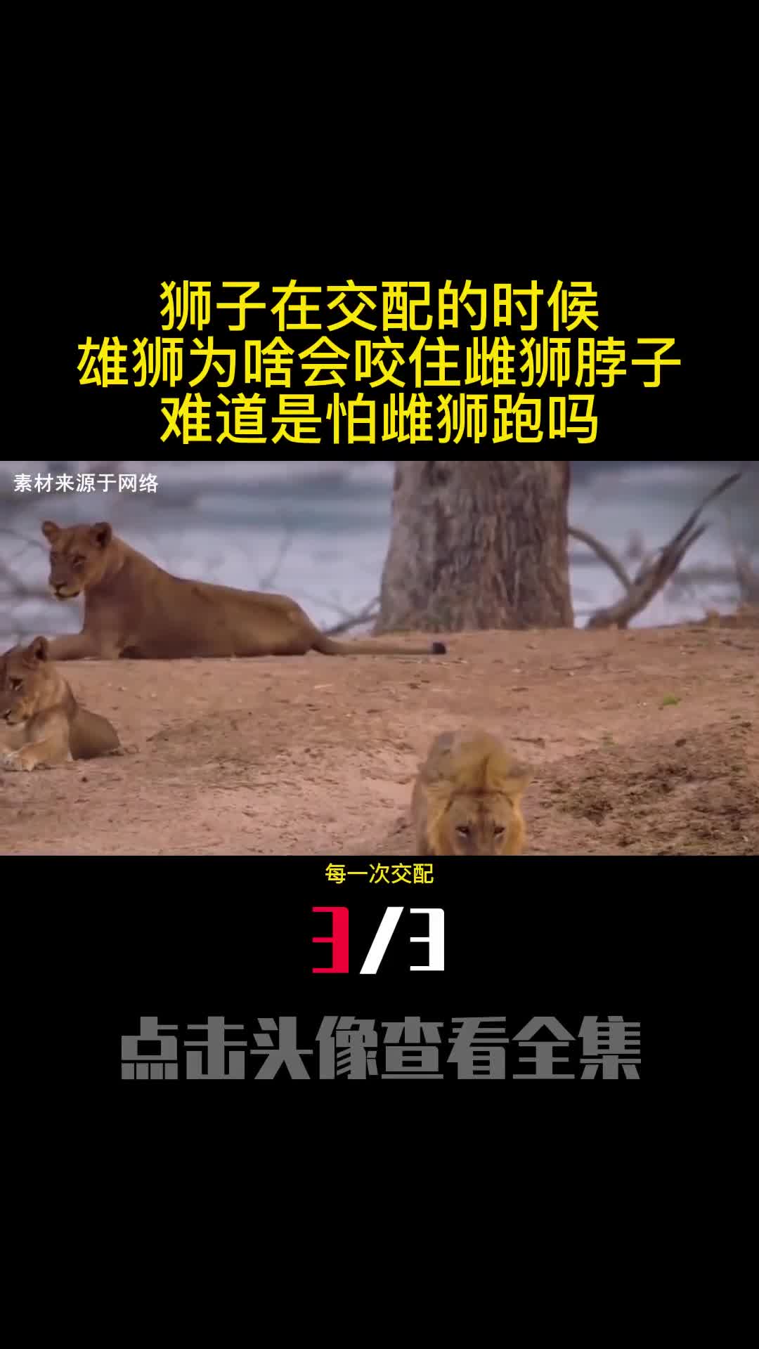 狮子在交配的时候雄狮为啥会咬住雌狮脖子难道是怕雌狮跑吗3