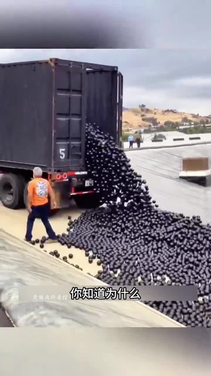 人们为什么往水面上铺满了黑球