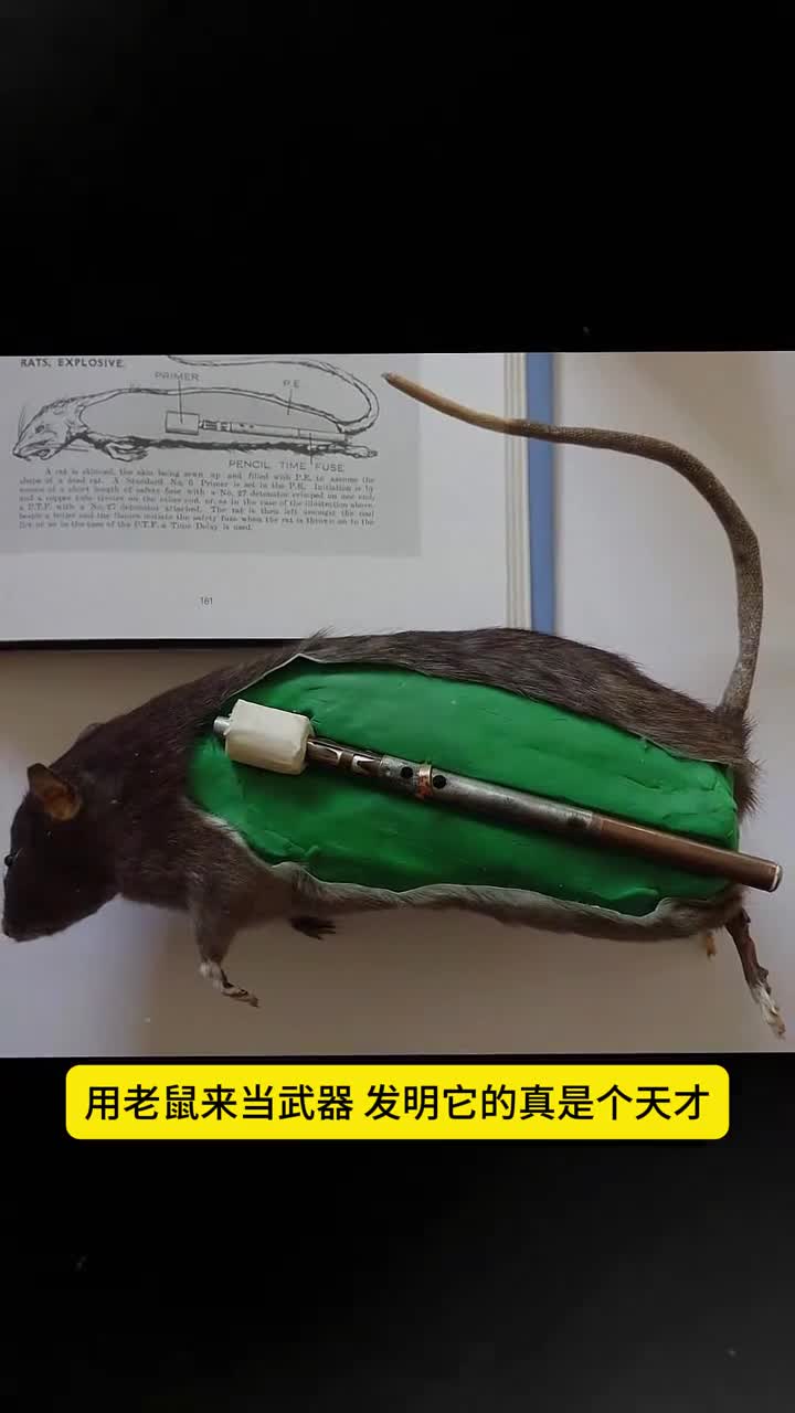 老鼠炸弹你见过吗