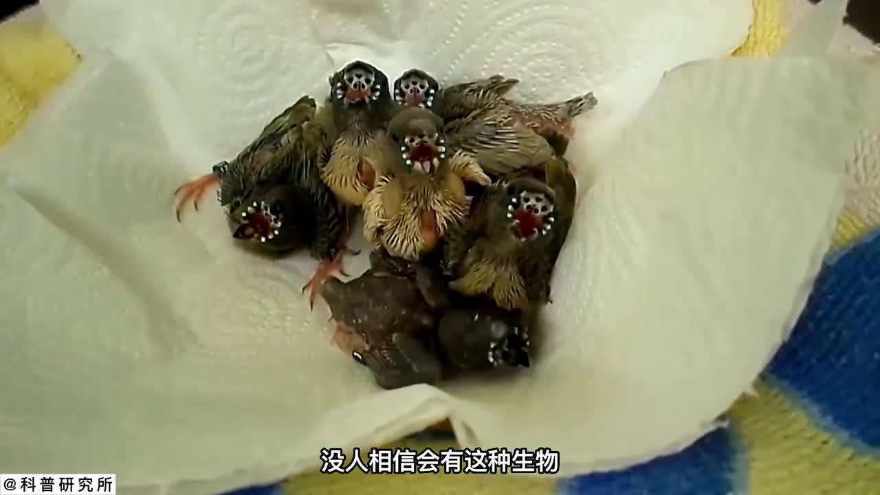 没人相信它存在的十种生物没几个朋友认识一