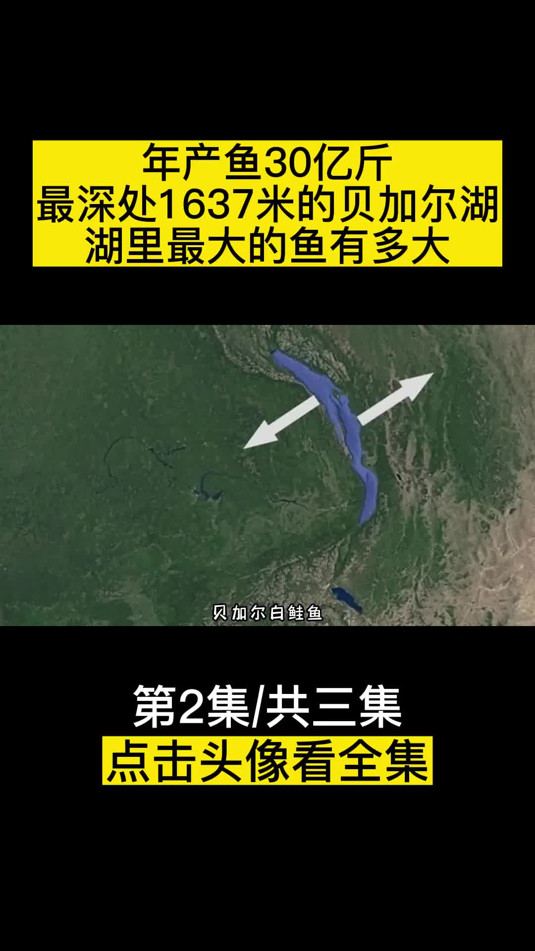 年产鱼30亿斤最深处1637米的贝加尔湖湖里最大的鱼有多大