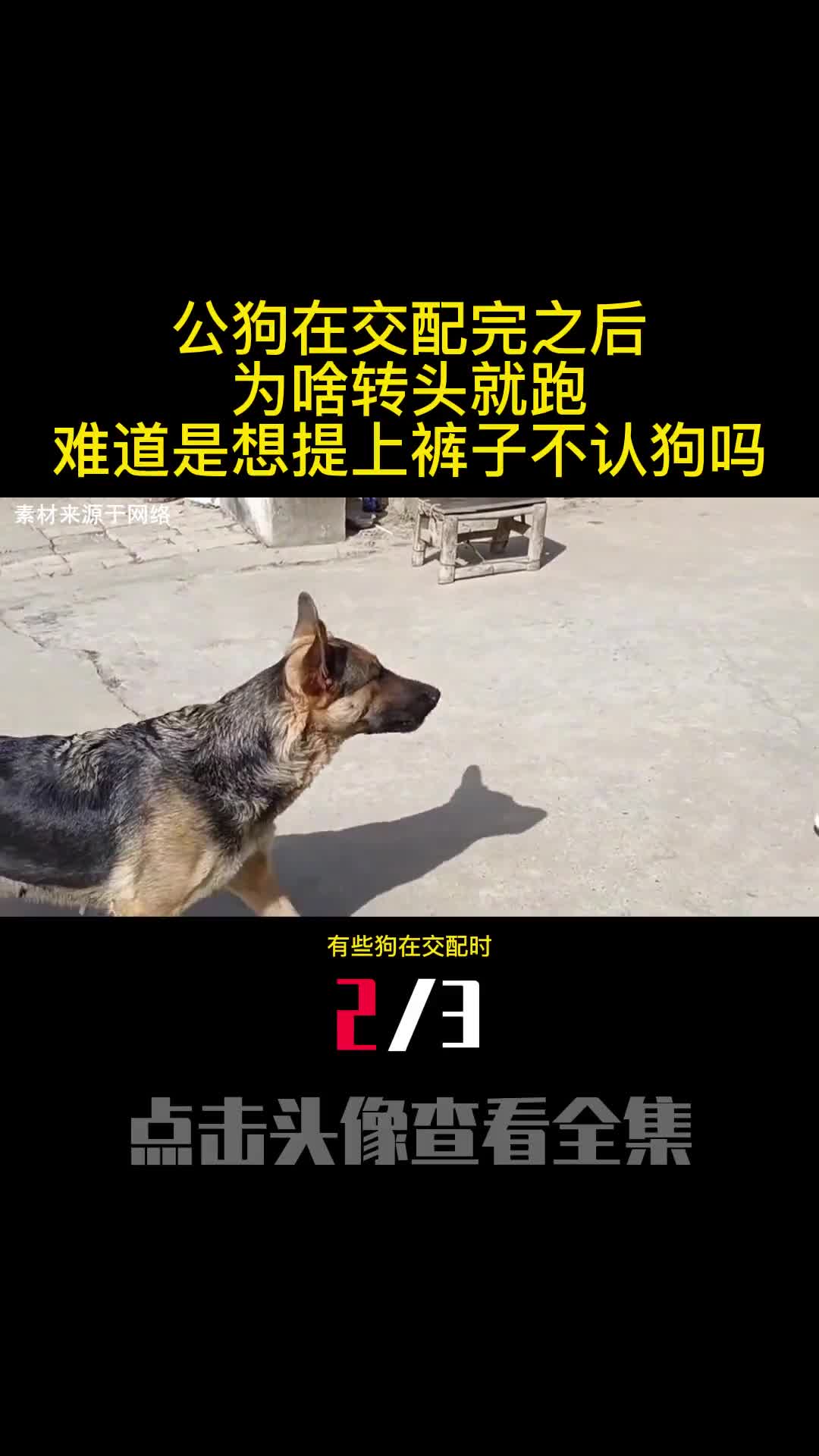 公狗在交配完之后为啥转头就跑难道是想提上裤子不认狗吗2