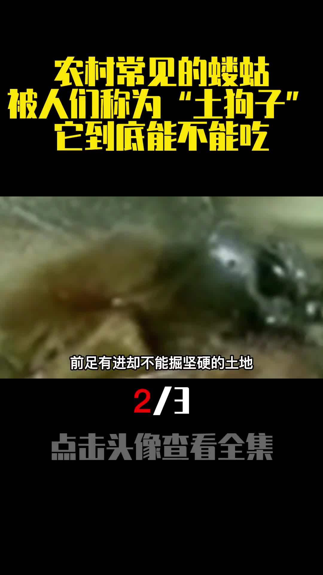 农村常见的蝼蛄被人们称为土狗子它到底能不能吃2