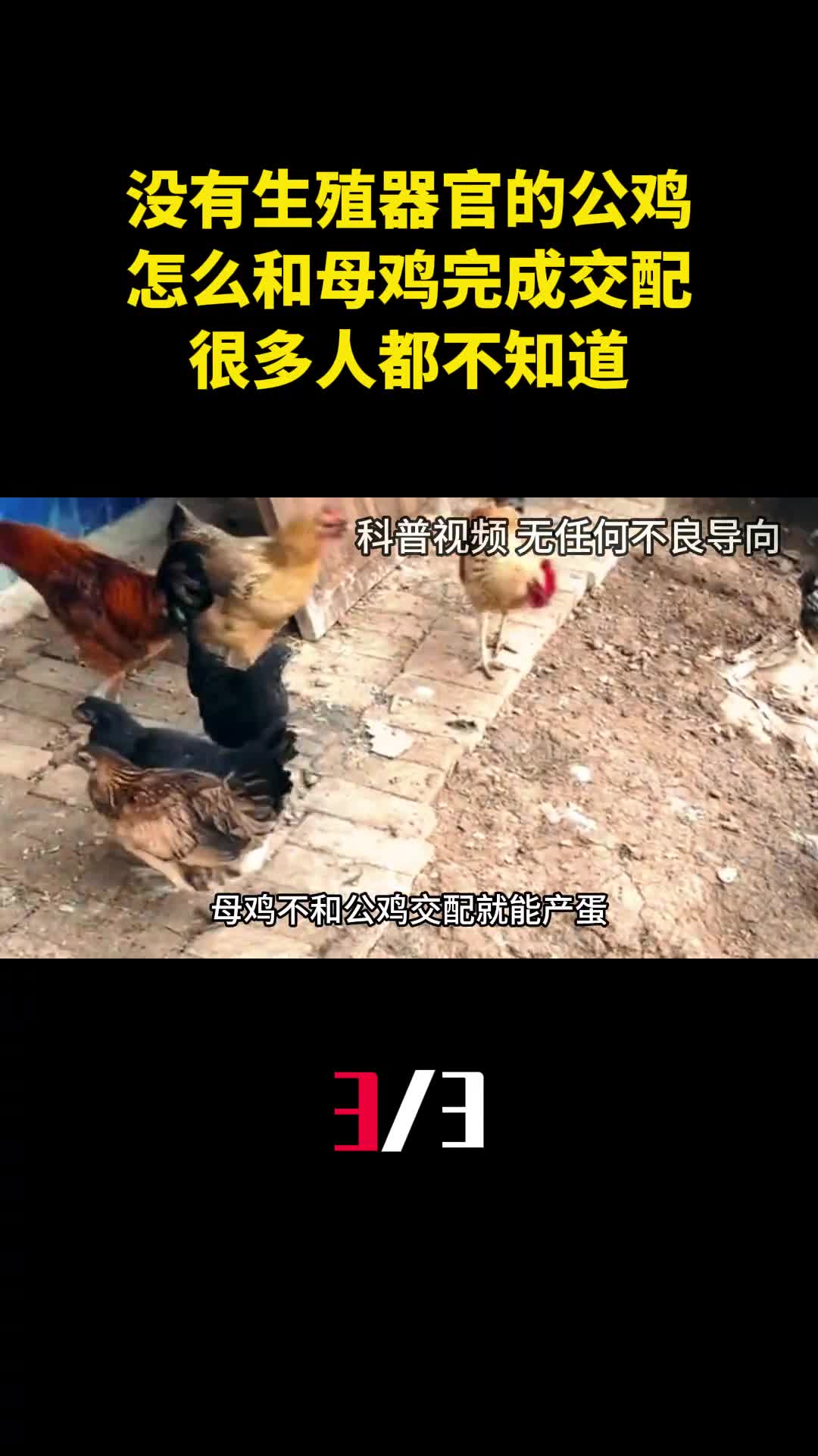没有生殖器官的公鸡怎么和母鸡完成交配很多人都不知道3