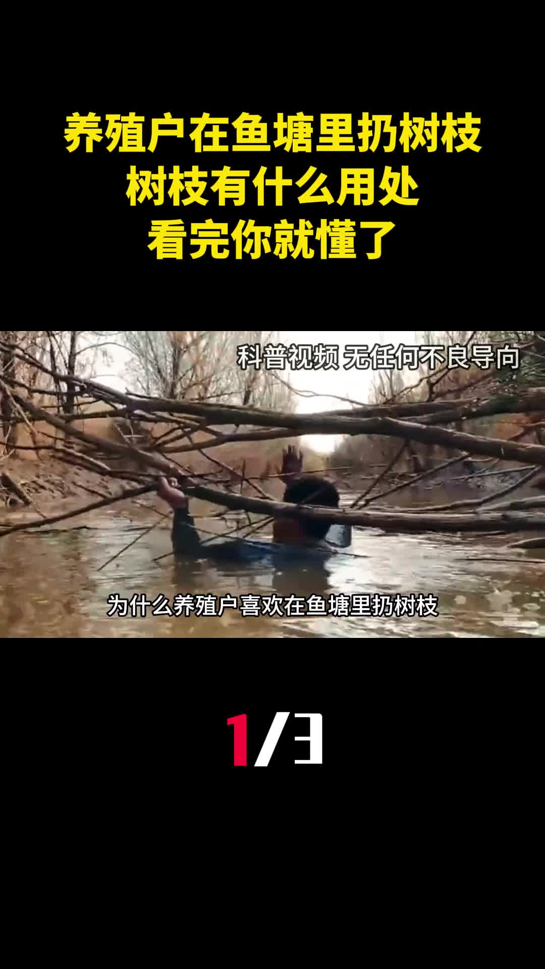 为什么养殖户喜欢在鱼塘里扔树枝树枝有什么用处看完你就懂了1