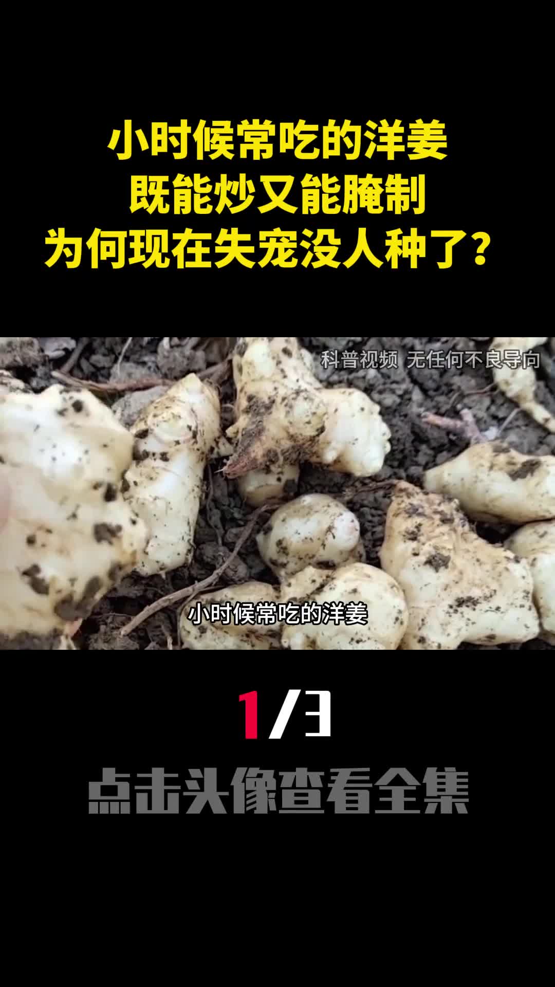 小时候常吃的洋姜既能炒又能腌制为何现在失宠没人种了1