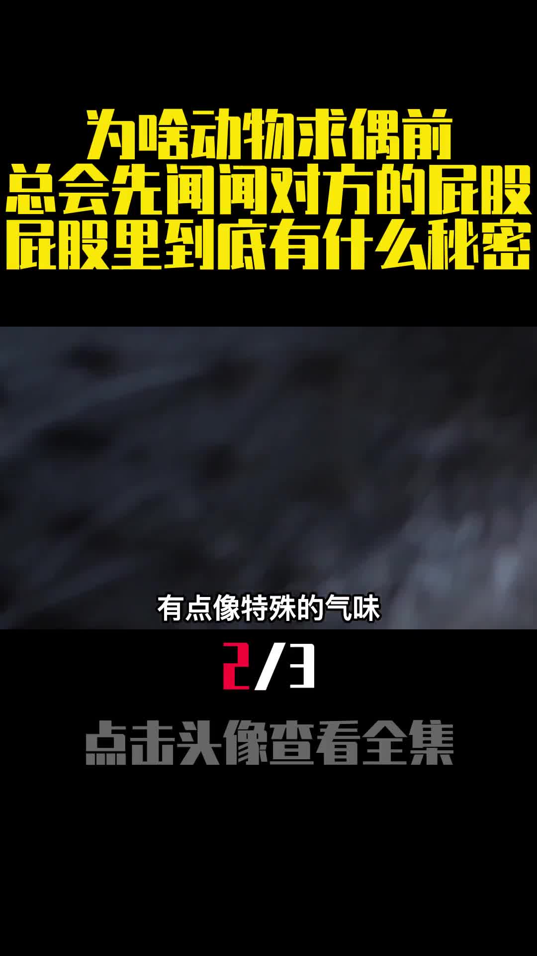 为啥动物求偶前总会先闻闻对方的屁股屁股里到底有什么秘密2