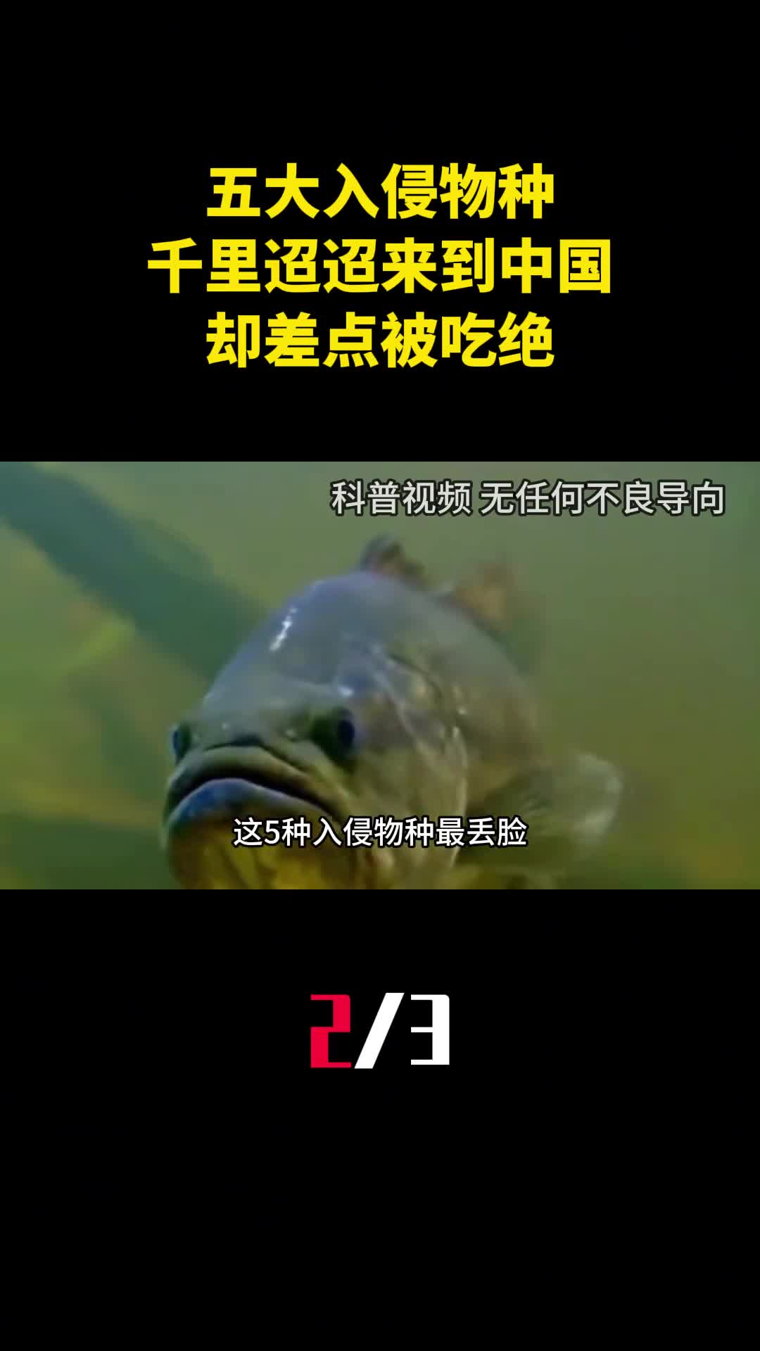 最丢脸的五大入侵物种千里迢迢来到中国却差点被吃绝种2