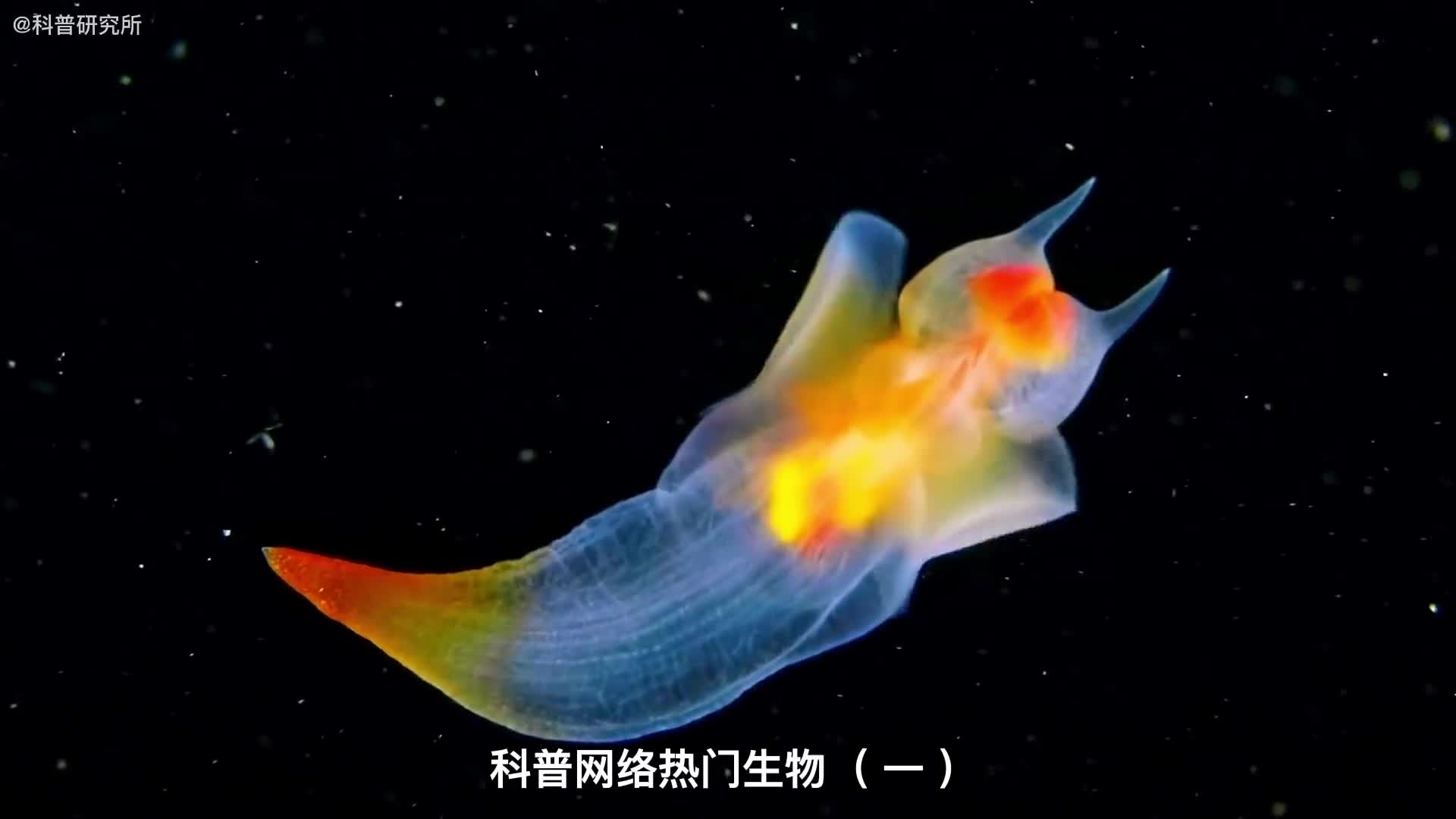 男性朋友会超羡慕它的能力科普网络热传生物一