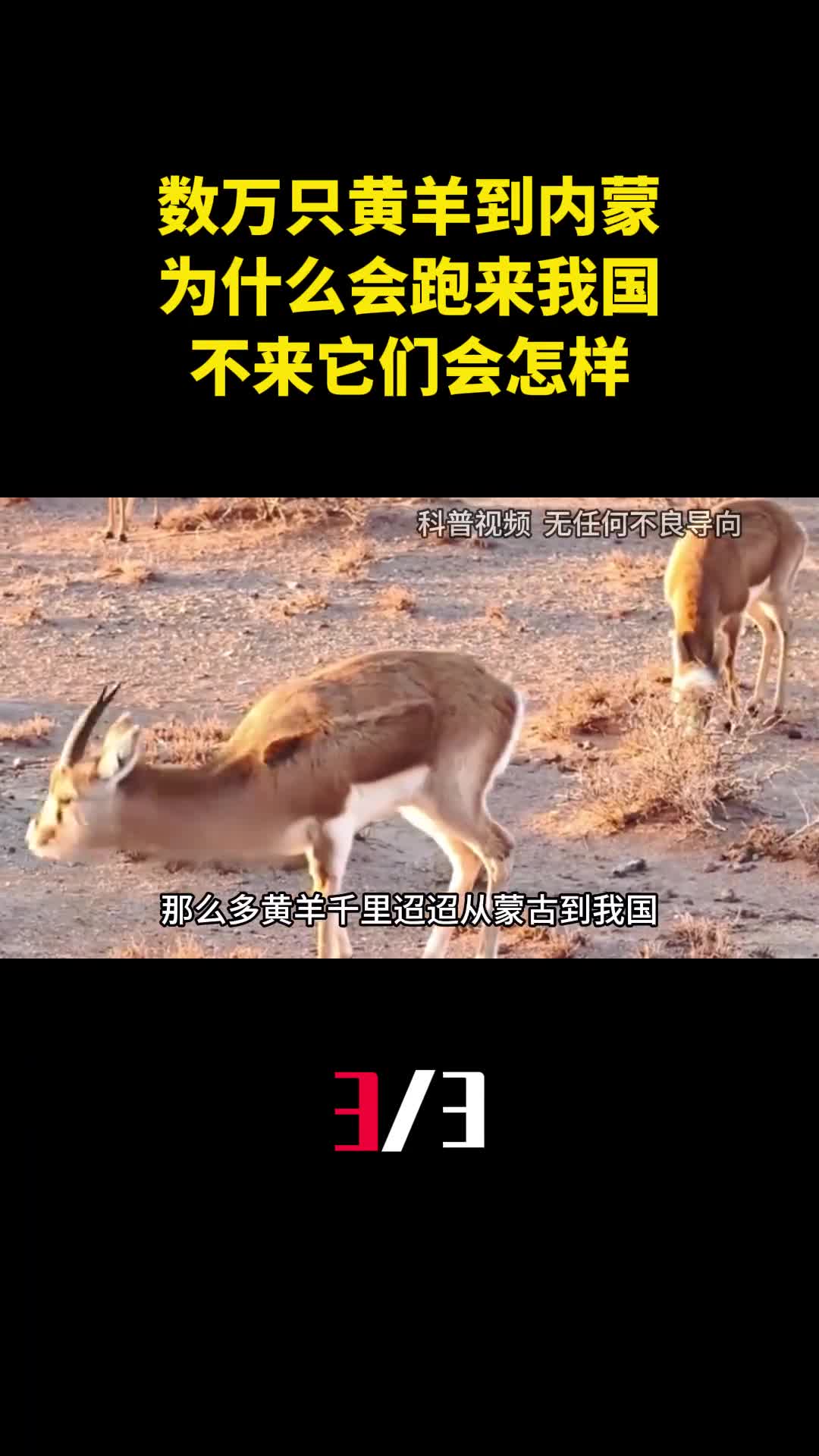 数万只黄羊偷渡到内蒙为什么会跑来我国不来它们会怎样3