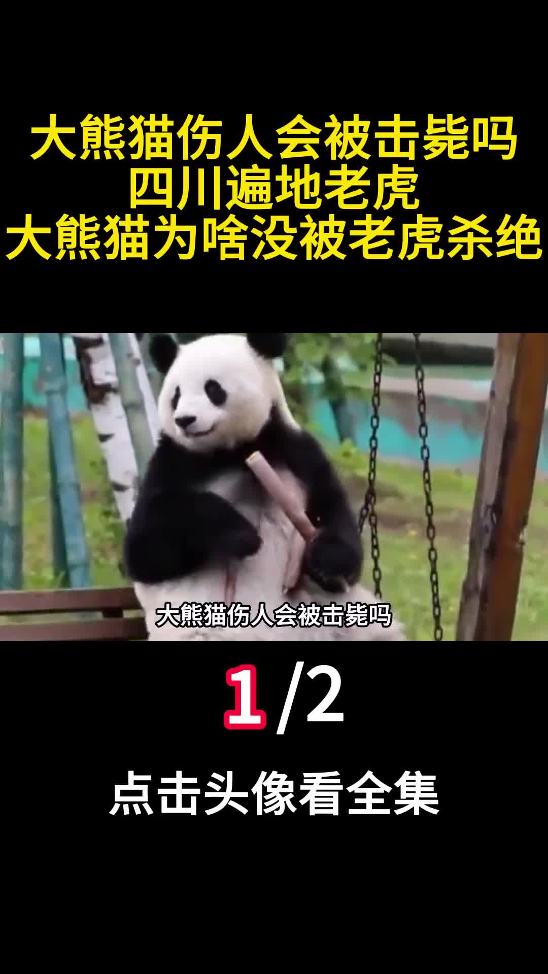 大熊猫伤人会被击毙吗四川遍地老虎大熊猫为啥没被老虎杀绝1