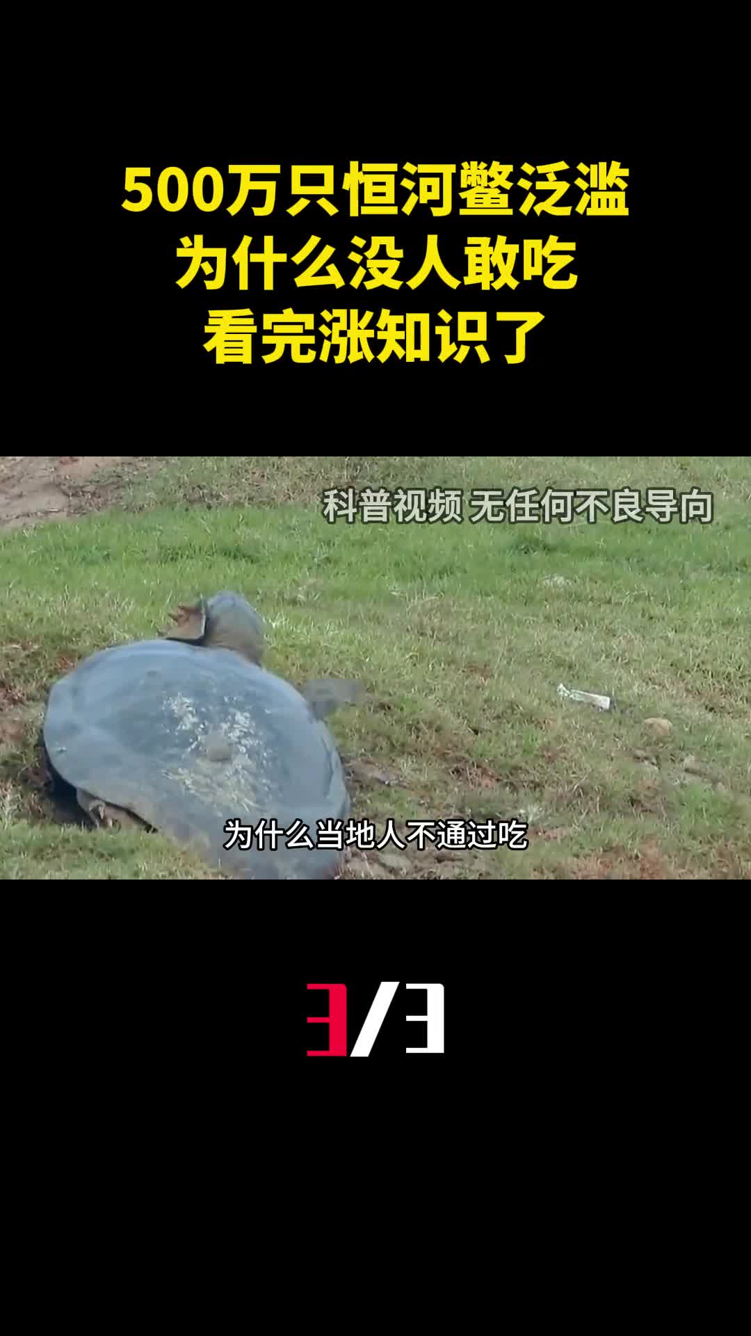 印度500万只恒河鳖泛滥为什么没人敢吃看完涨知识了3