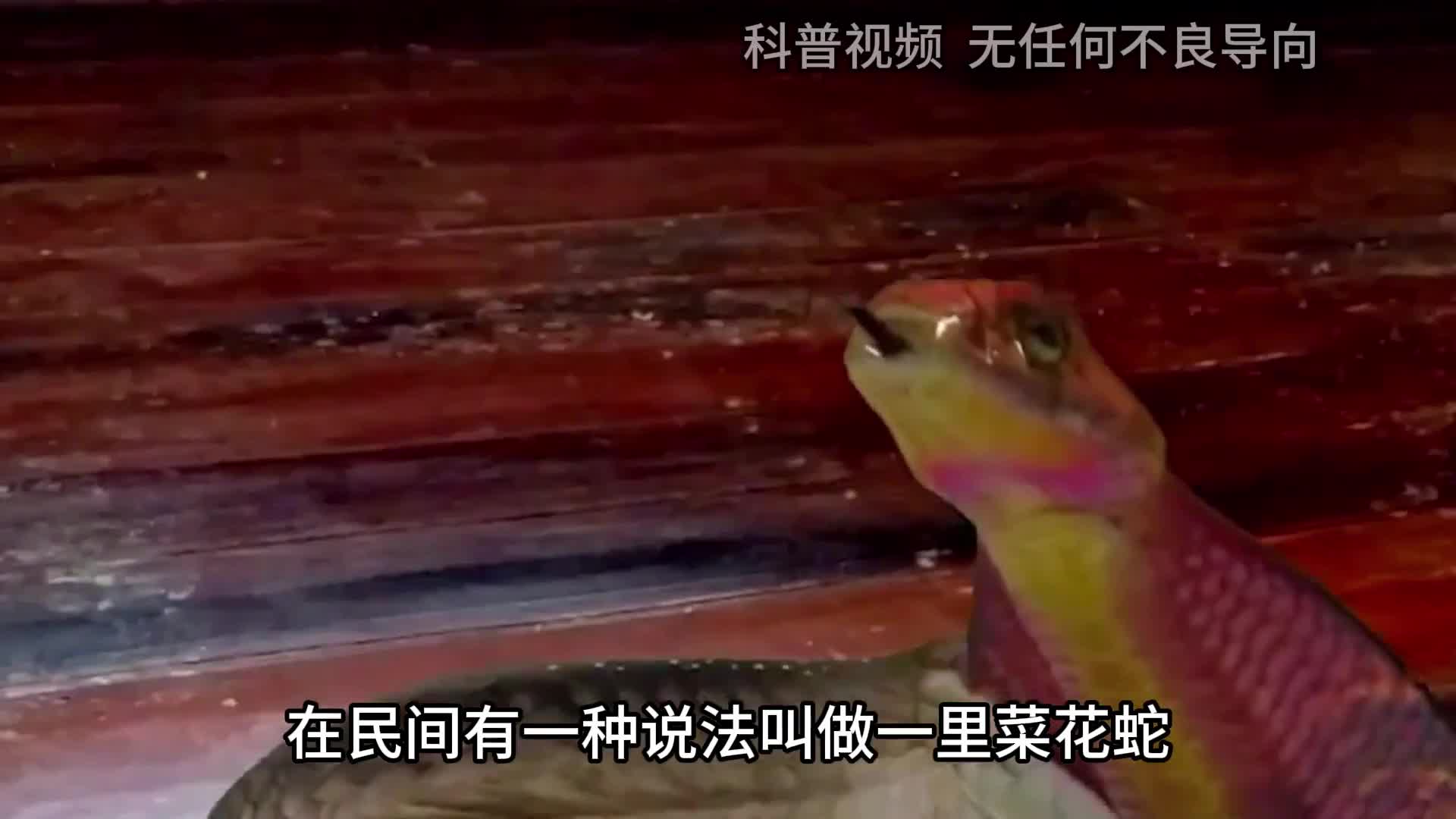 一里菜花蛇十里无毒蛇无毒的菜花蛇凭啥成为百蛇之王2