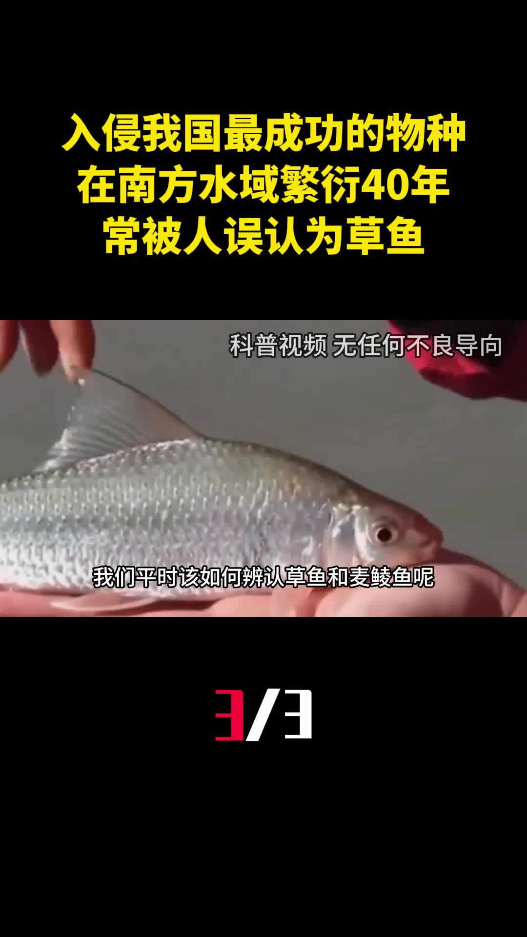 入侵我国最成功的物种在南方水域繁衍40年常被人误认为草鱼3