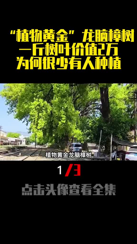 植物黄金龙脑樟树一斤树叶价值2万为何很少有人种植1