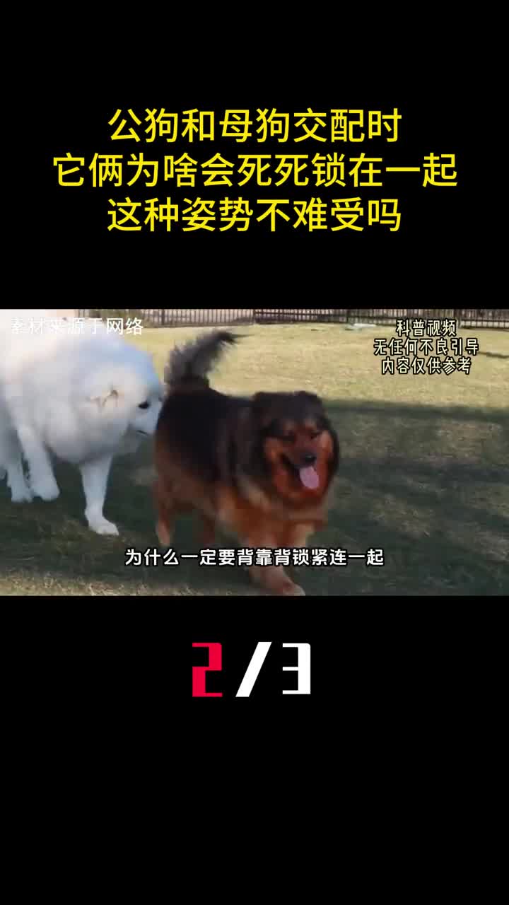 公狗和母狗交配时它俩为啥会死死锁在一起这种姿势不难受吗2