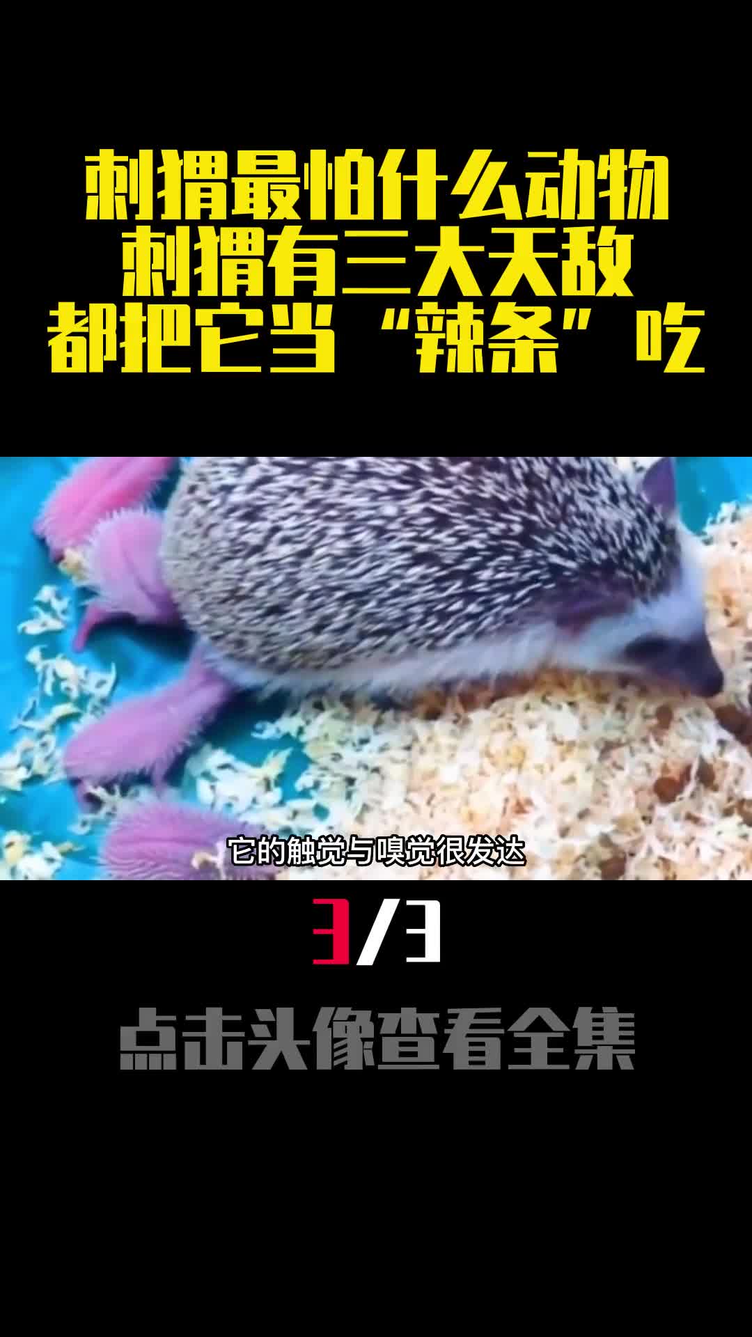 刺猬最怕什么动物刺猬有三大天敌都把它当辣条吃